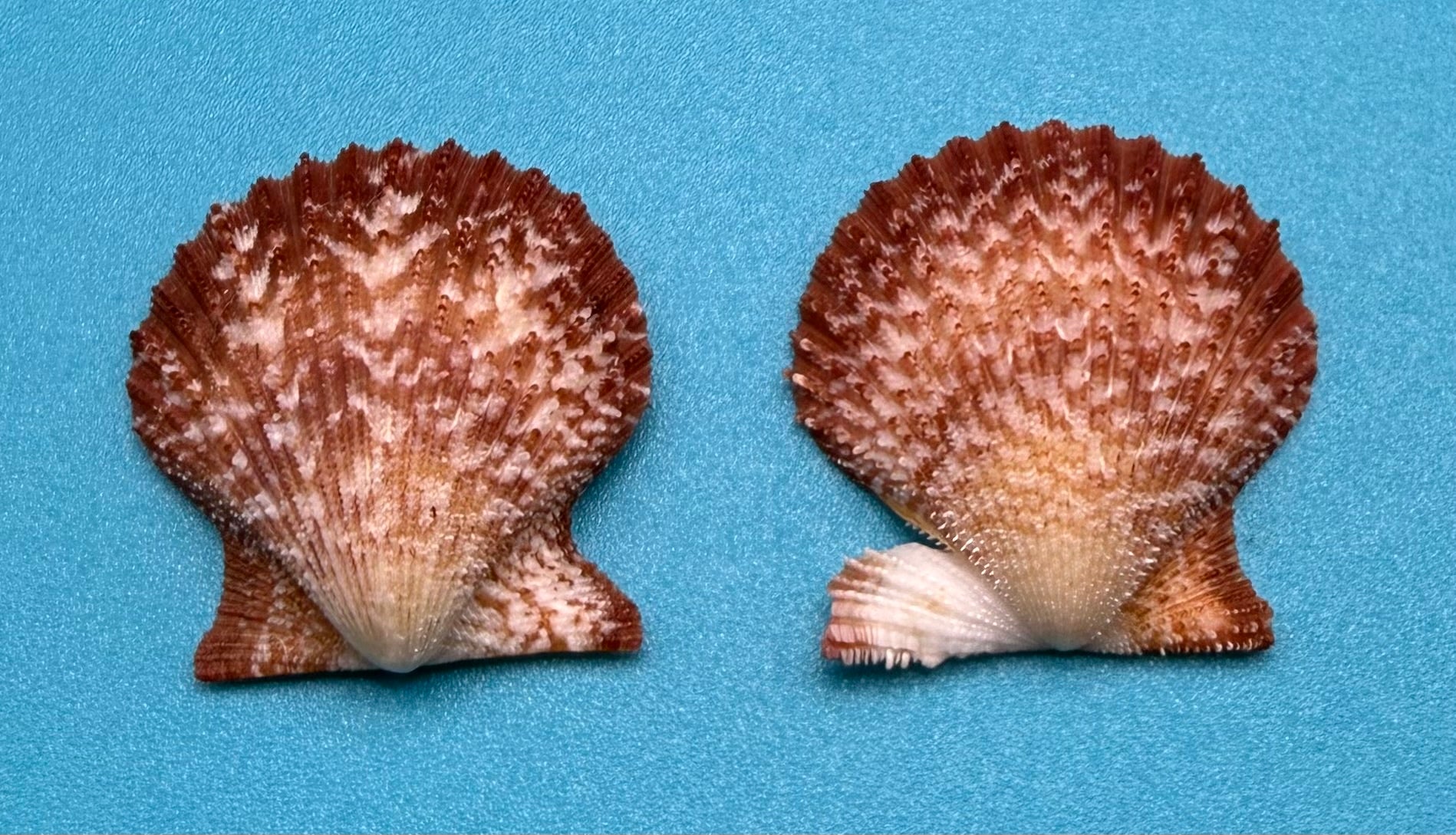 Lindapecten muscosus – Scallop – Dry Tortugas – 25.2mm – Matched Pair