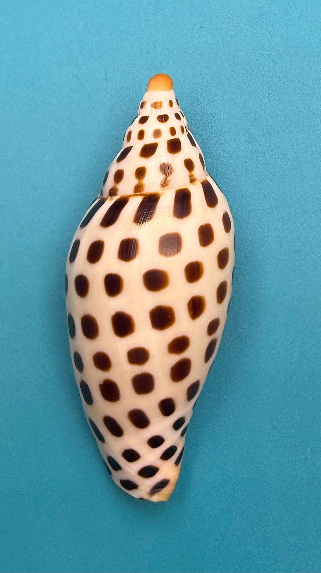 Scaphella mercedesae – Dry Tortugas Volute – 95.2 mm – Recently Described