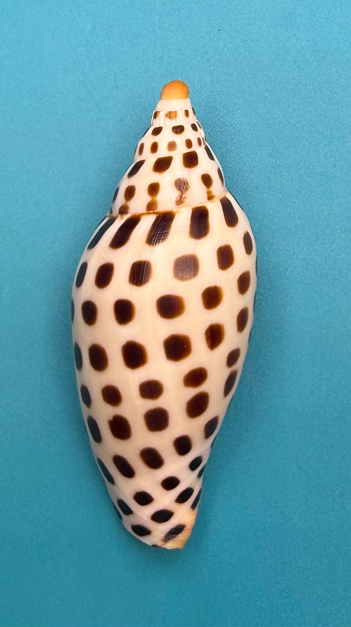 Scaphella mercedesae – Dry Tortugas Volute – 95.2 mm – Recently Described