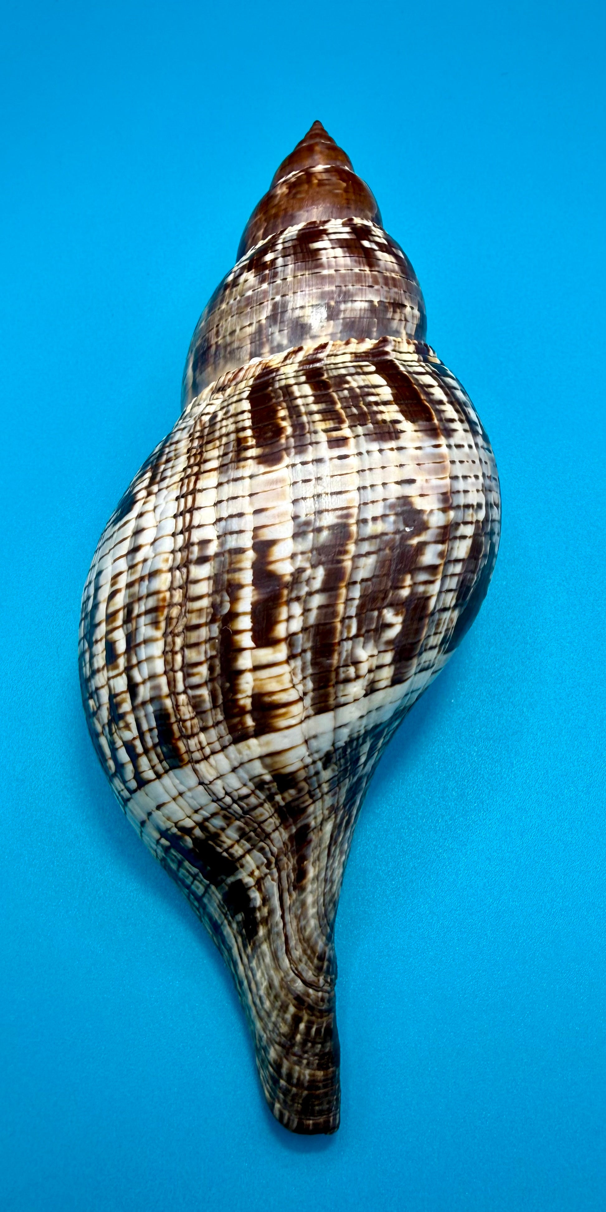 Fasciolaria tulipa (Linnaeus, 1758) – 196.8mm | Dry Tortugas Deep Water | Tortugas Shell Collection