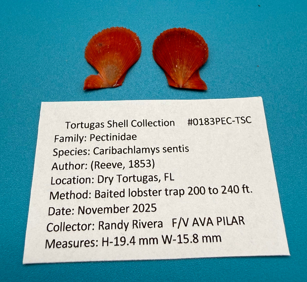 Caribachlamys sentis – Scallop – Dry Tortugas – 19.4mm – Matched Pair