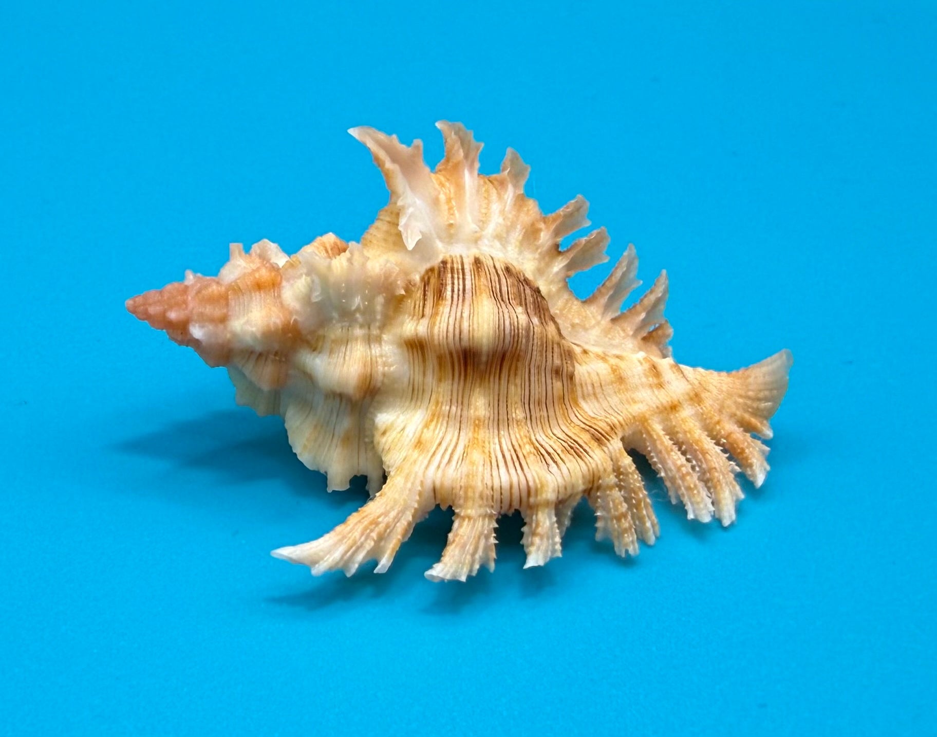 Chicoreus riverai 43.6mm – Pulley Ridge – TSC