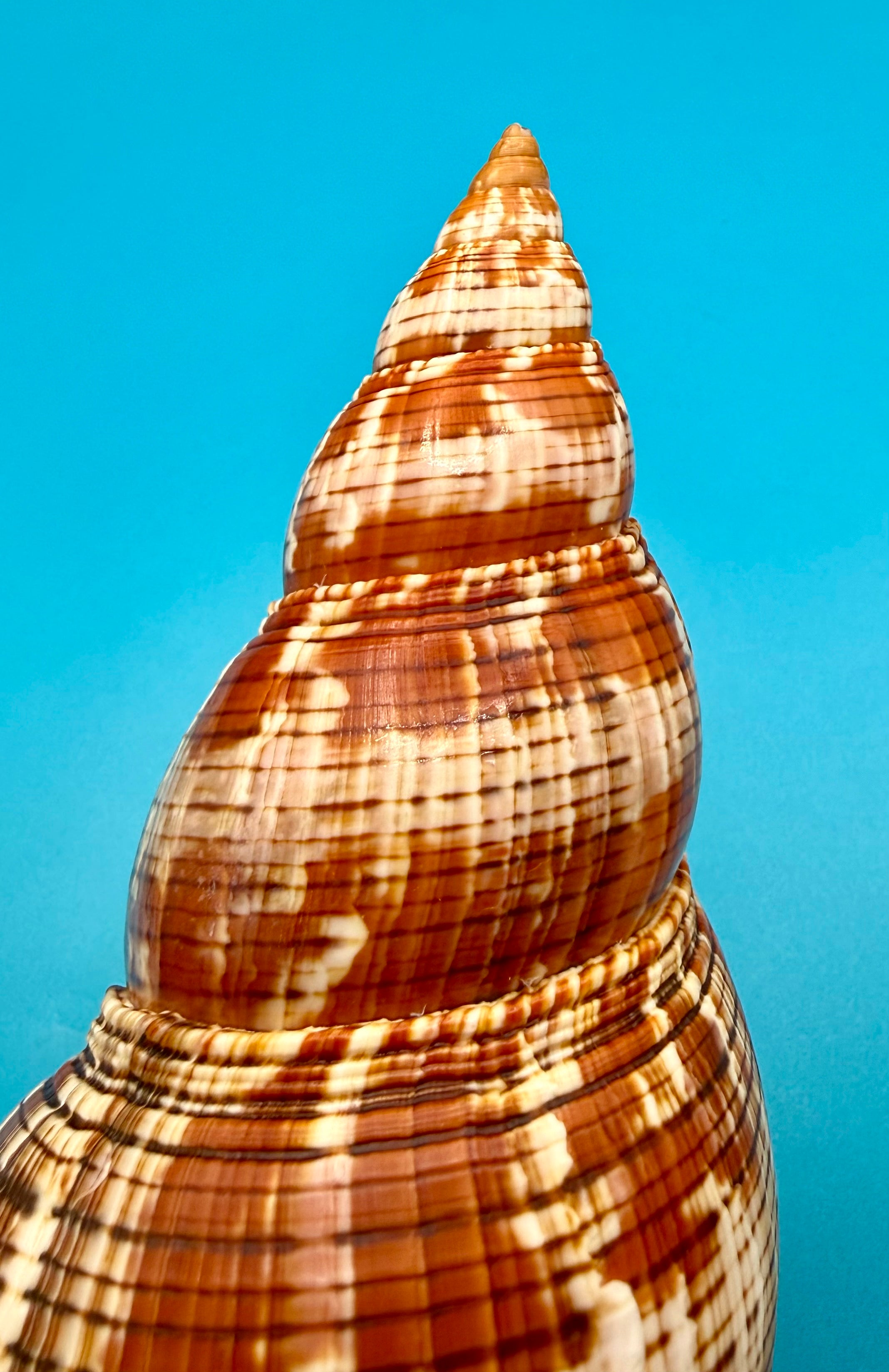 Fasciolaria riverai 206.3mm – Recently Described 2026 – Named After the Collector – Tortuga Terrace – Rivera Provenance