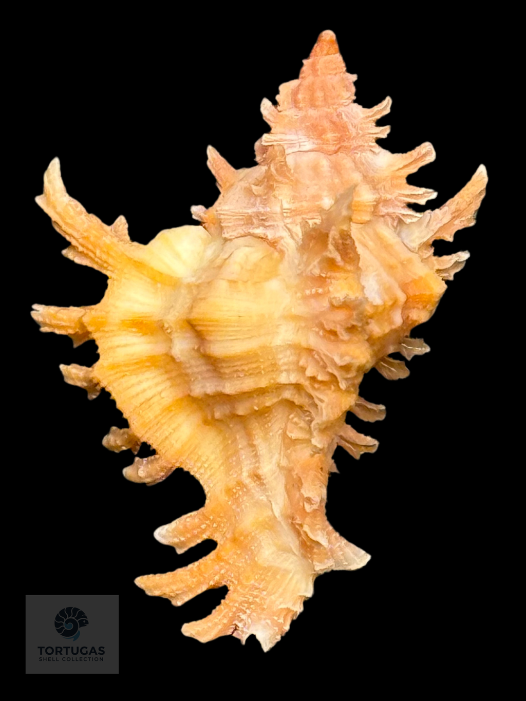 Chicoreus rachelcarsonae Petuch, 1987. 32.4mm TSC#0570