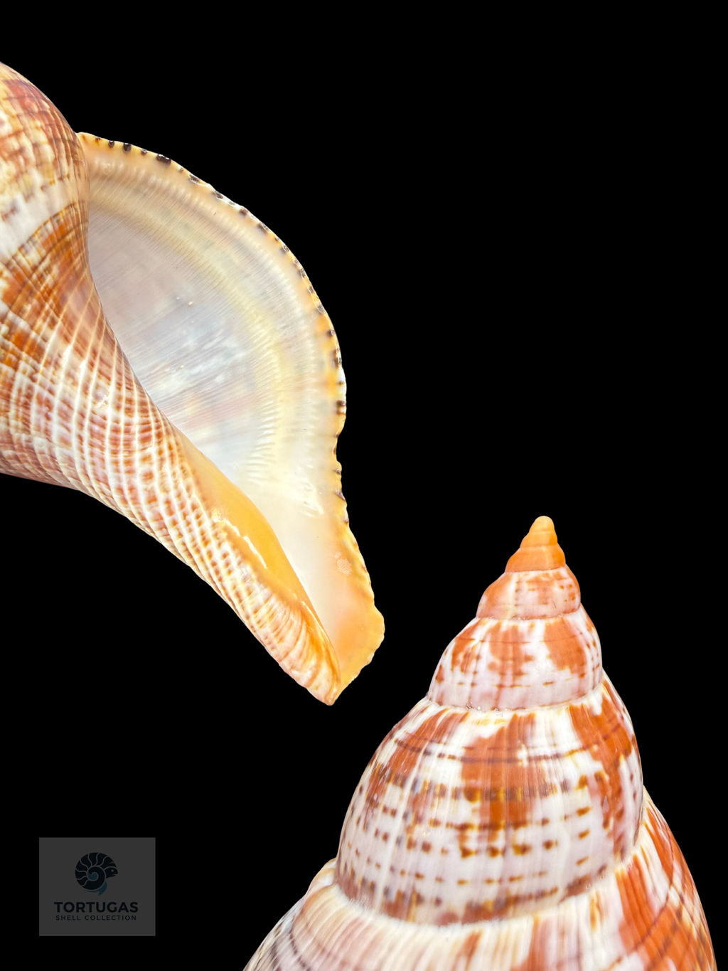 Fasciolaria bittneri Petuch & Berschauer, 2023 – 116.1 mm