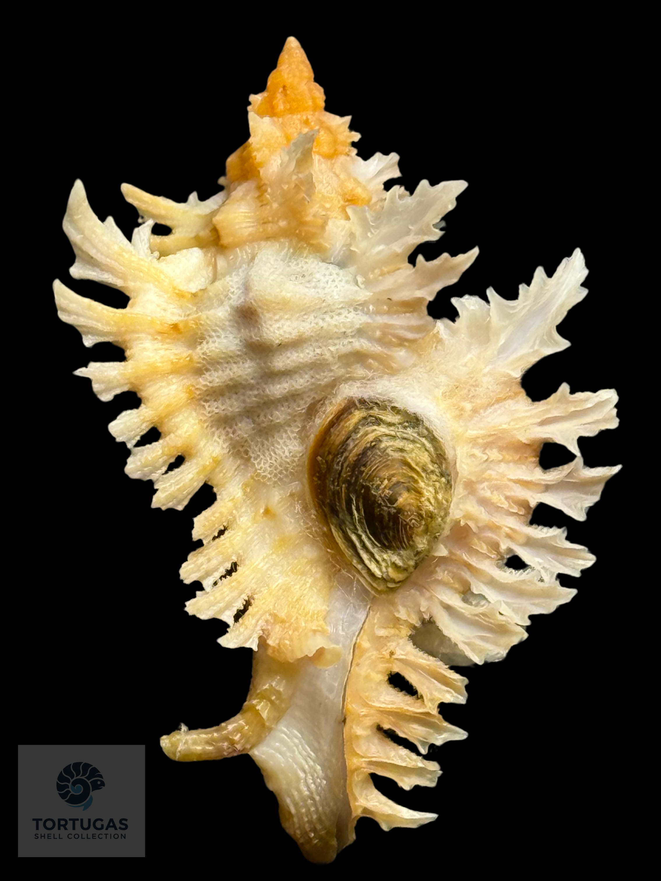Chicoreus riverai Petuch & Berschauer, 2026 – 44.7mm TSC#0498 w/o