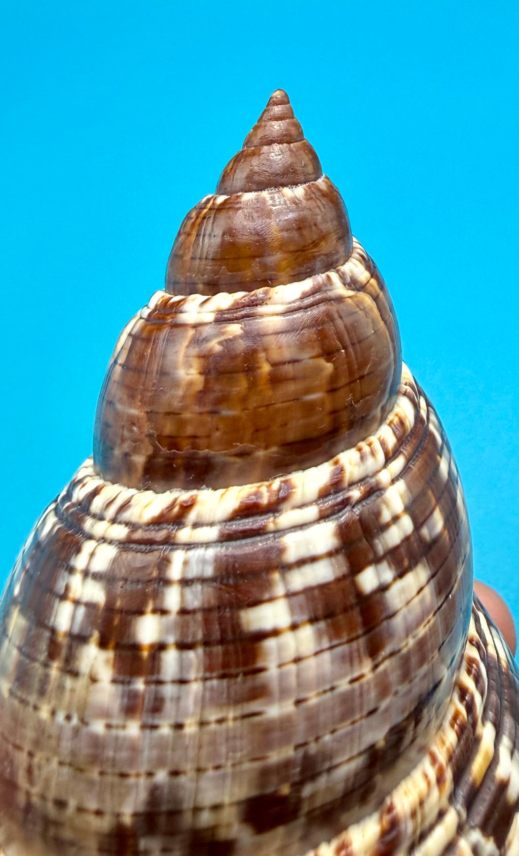 Fasciolaria tulipa (Linnaeus, 1758) – 196.8mm | Dry Tortugas Deep Water | Tortugas Shell Collection