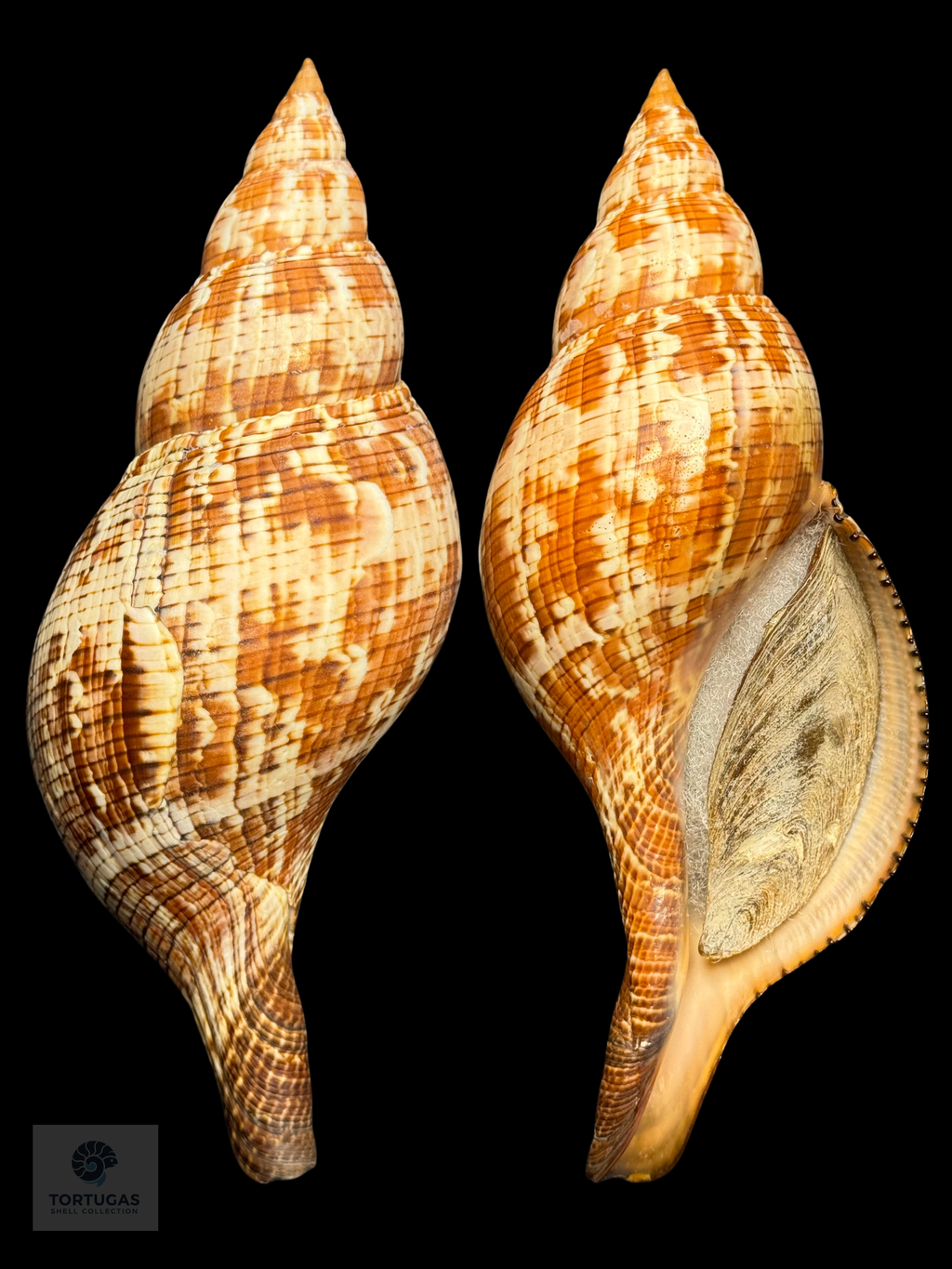 Fasciolaria riverai Petuch & Berschauer, 2026