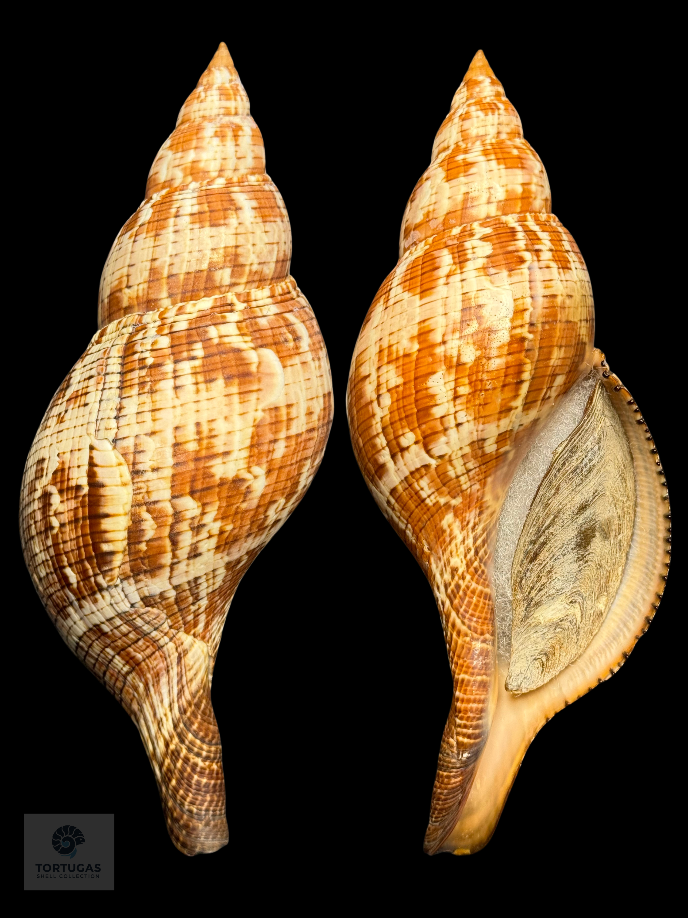 Fasciolaria riverai Petuch & Berschauer, 2026
