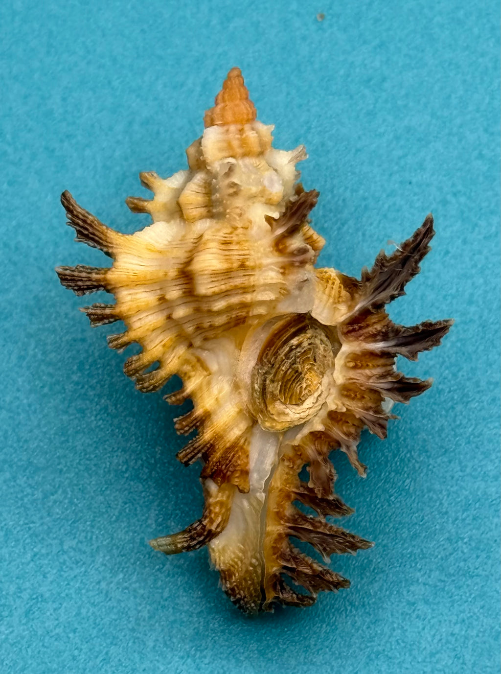 Chicoreus riverai – Dry Tortugas – 39.2 mm – Dark Frond Form – F+++ w/o