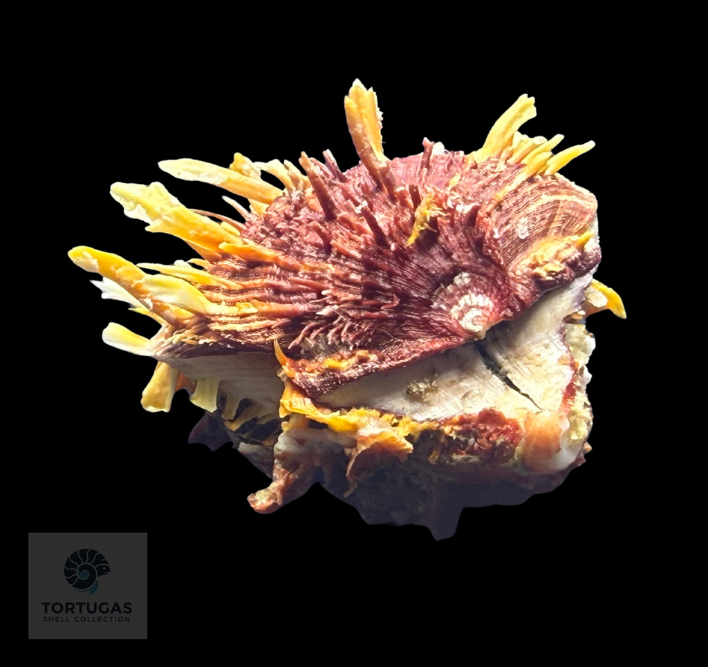 Spondylus tenuis – 67.6 mm – Panama City Beach, FL