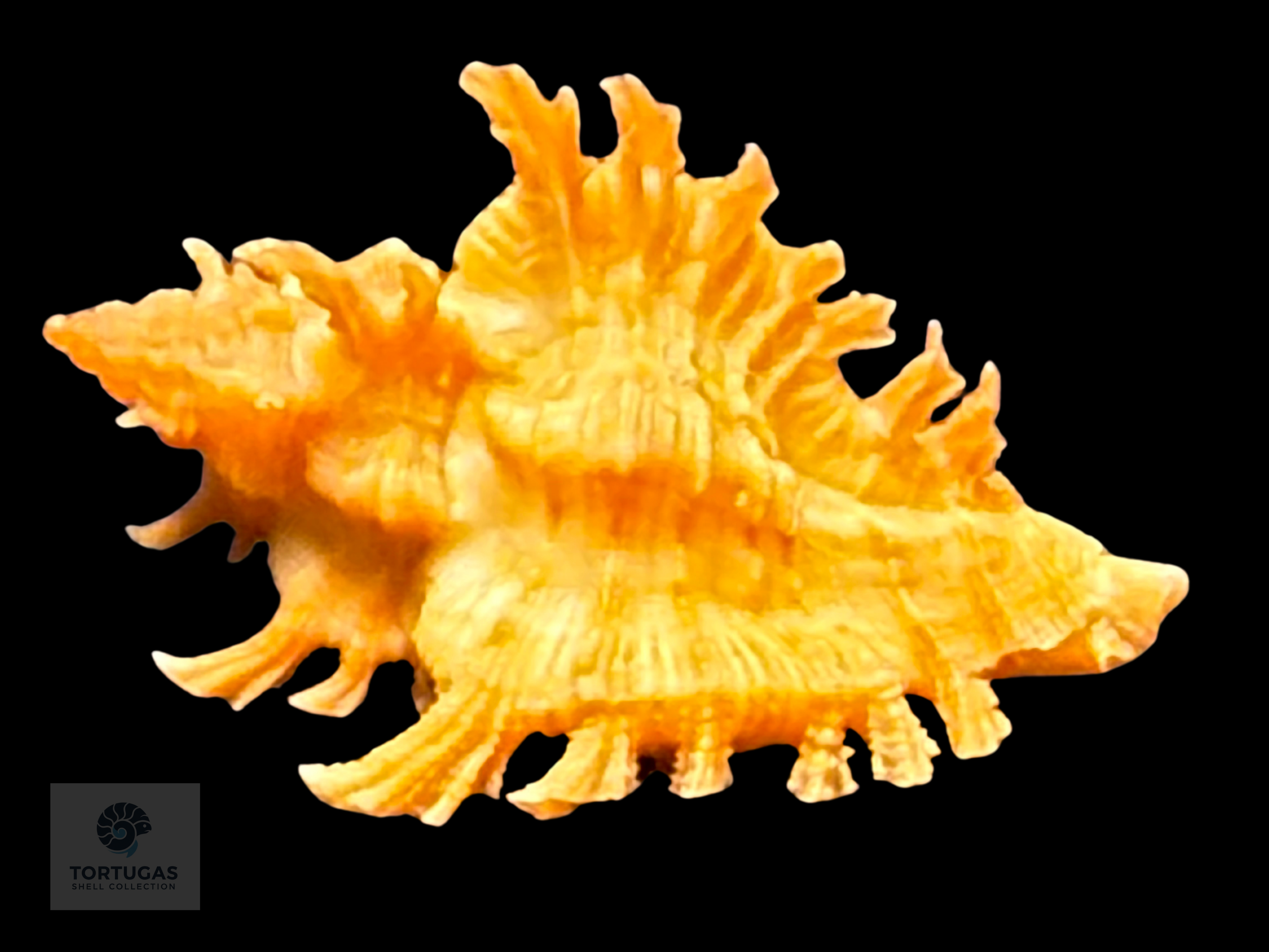 Chicoreus rachelcarsonae Petuch, 1987. 30.2mm w/o TSC#0305