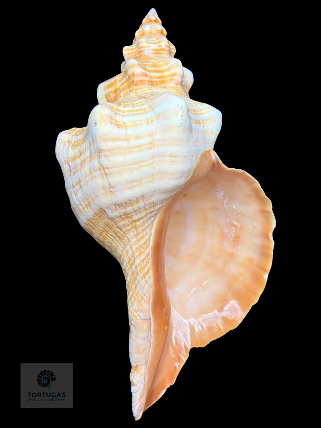 Triplofusus giganteus – Horse Conch – 17.48” (444 mm) – Operculum Included