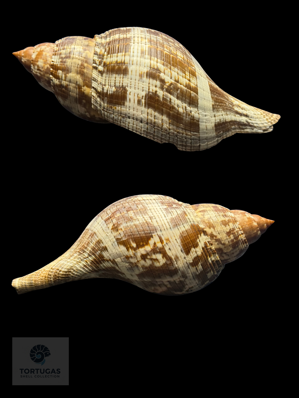 Fasciolaria tulipa f. scheepmakeri Kobelt, 1875 – TSC #0819FAS-TSC