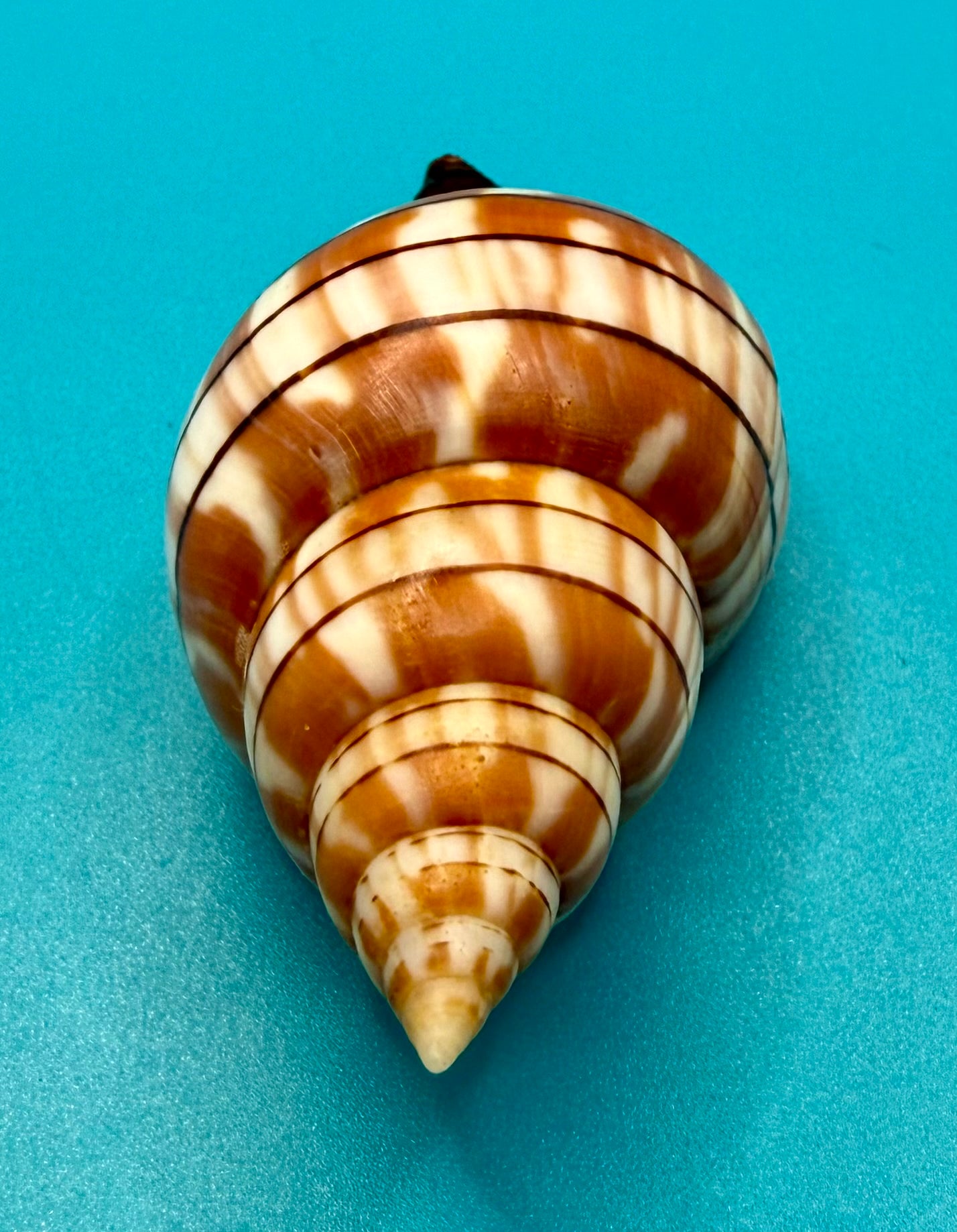 Cinctura tortugana 81.8mm – Dry Tortugas Trap Collected – Tortugas Shell Collection