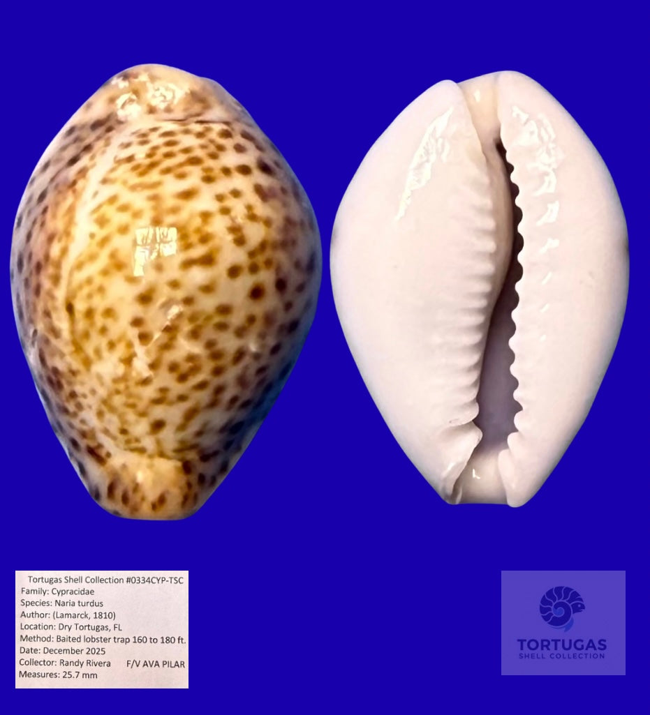 Naria turdus – Thrush Cowrie – Dry Tortugas – 25.7mm
