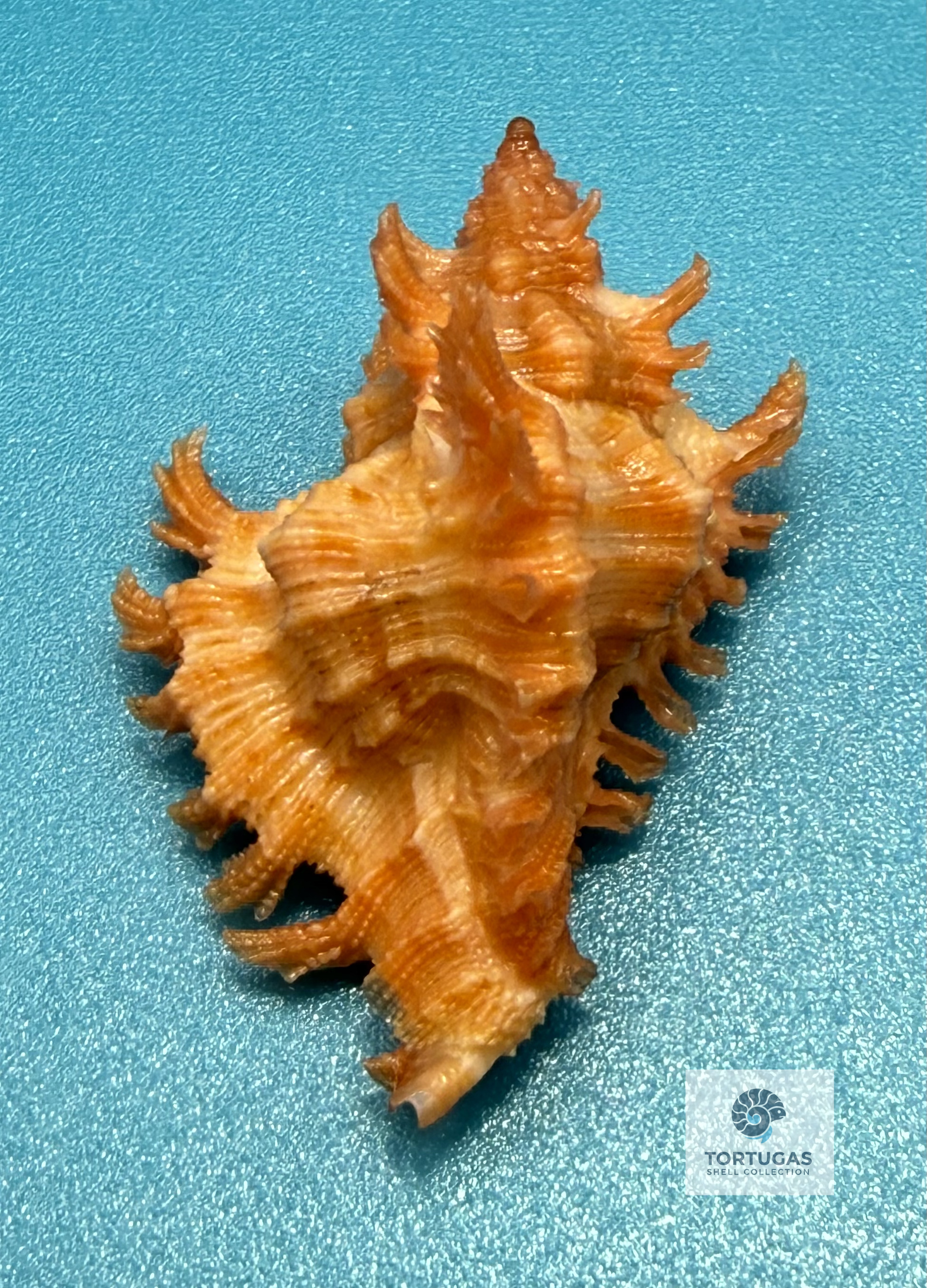 Chicoreus rachelcarsonae 30.2mm – Pulley Ridge, Dry Tortugas – TSC