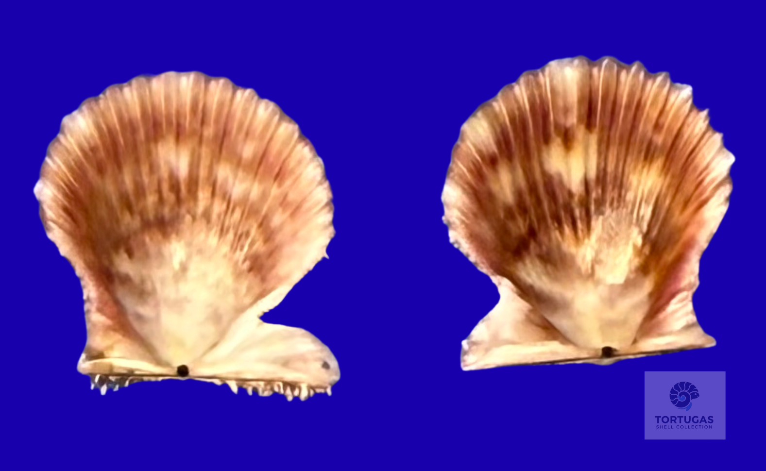 Lindapecten muscosus – Matched Pair – Dry Tortugas – 14.7mm