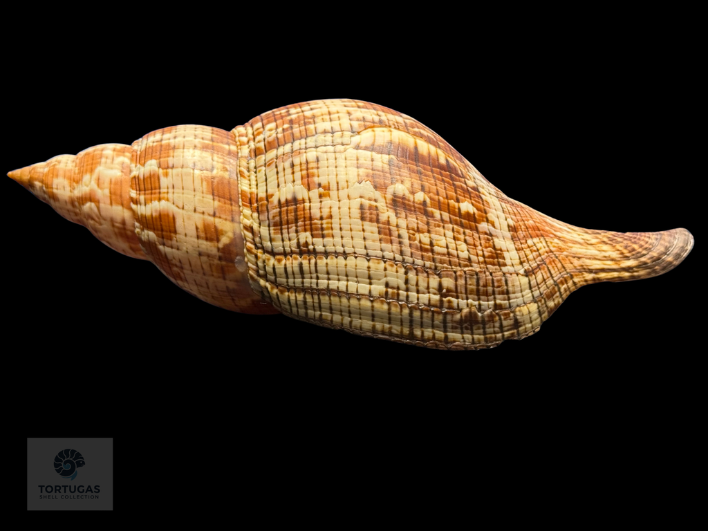 Fasciolaria riverai Petuch & Berschauer, 2026