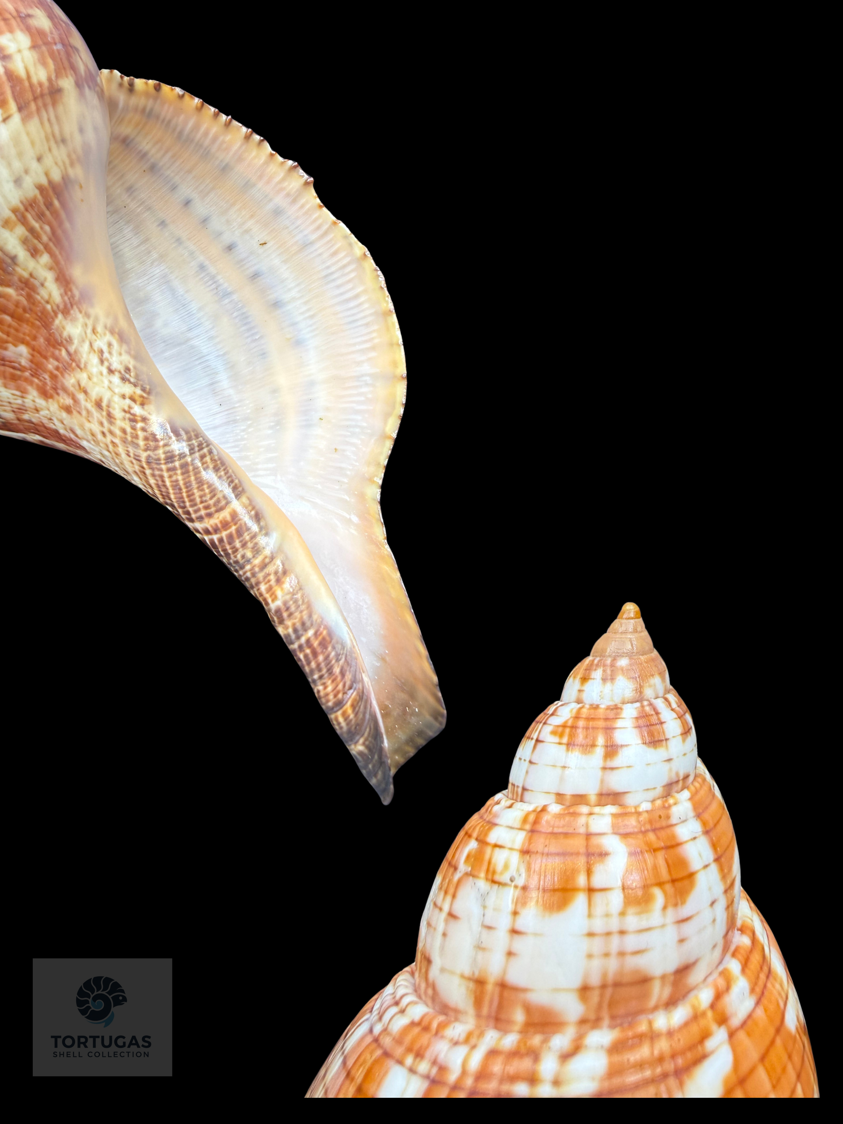 Fasciolaria tulipa (Linnaeus, 1758) – TSC #0749FAS-TSC