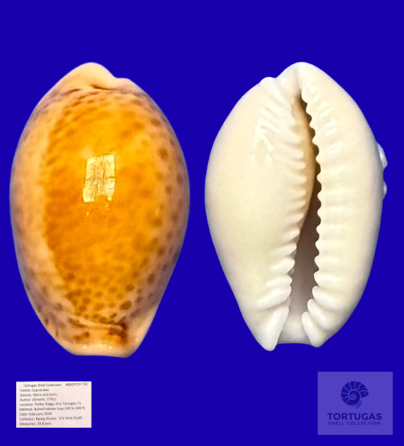 Naria acicularis – Pulley Ridge, Dry Tortugas – 22.3 mm – #0596CAL-TSC