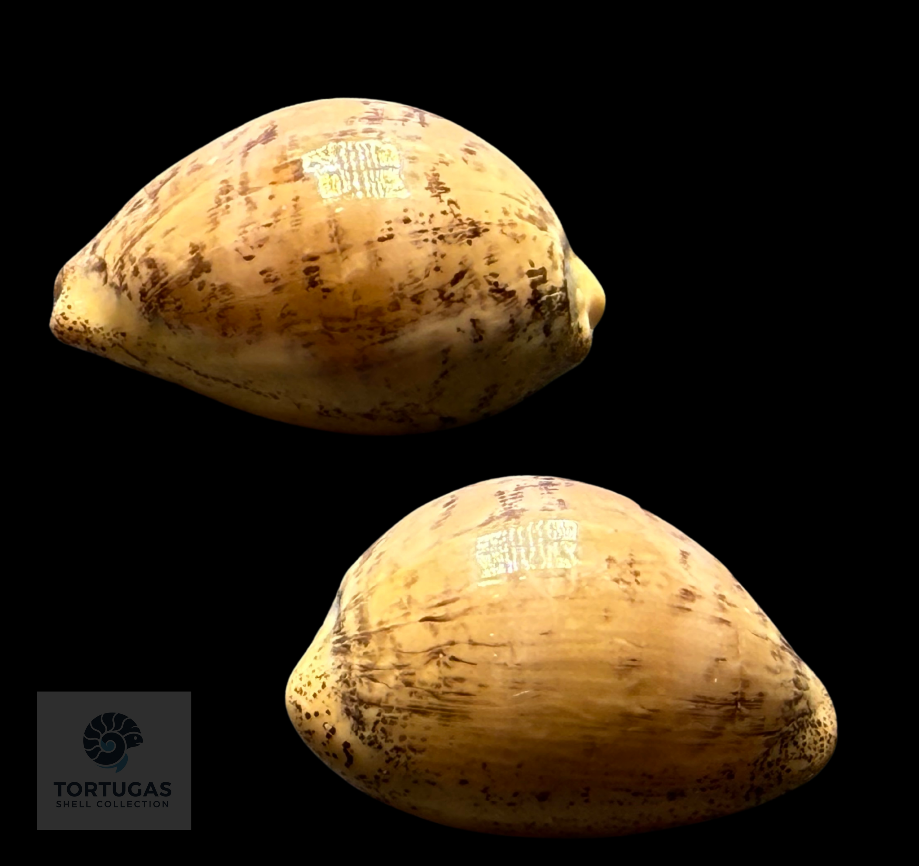 Luria cinerea – Grey Cowrie – 26.2 mm