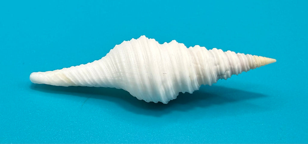 Polystira albida 59.5mm – Dry Tortugas Turrid – Rivera Coll.