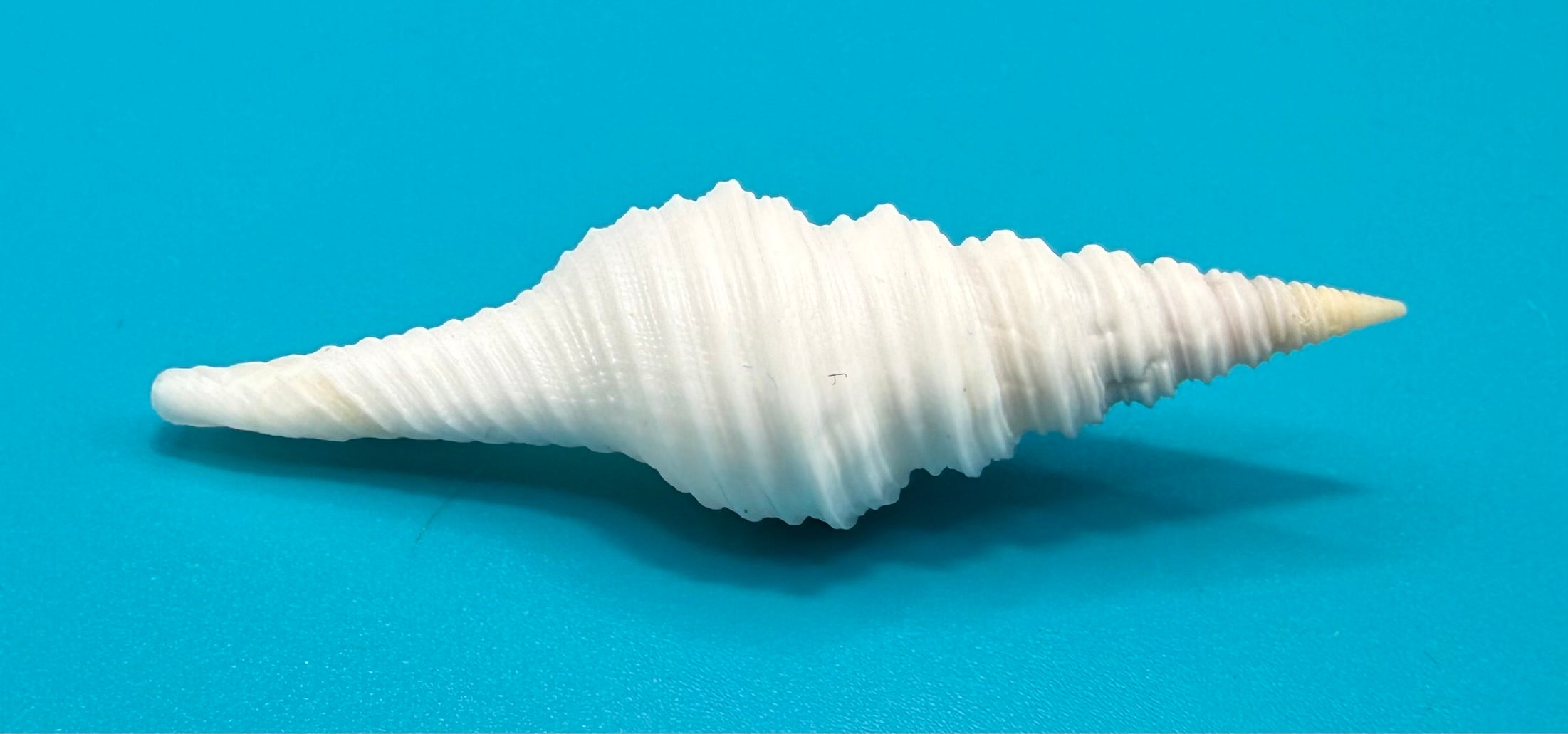 Polystira albida 59.5mm – Dry Tortugas Turrid – Rivera Coll.