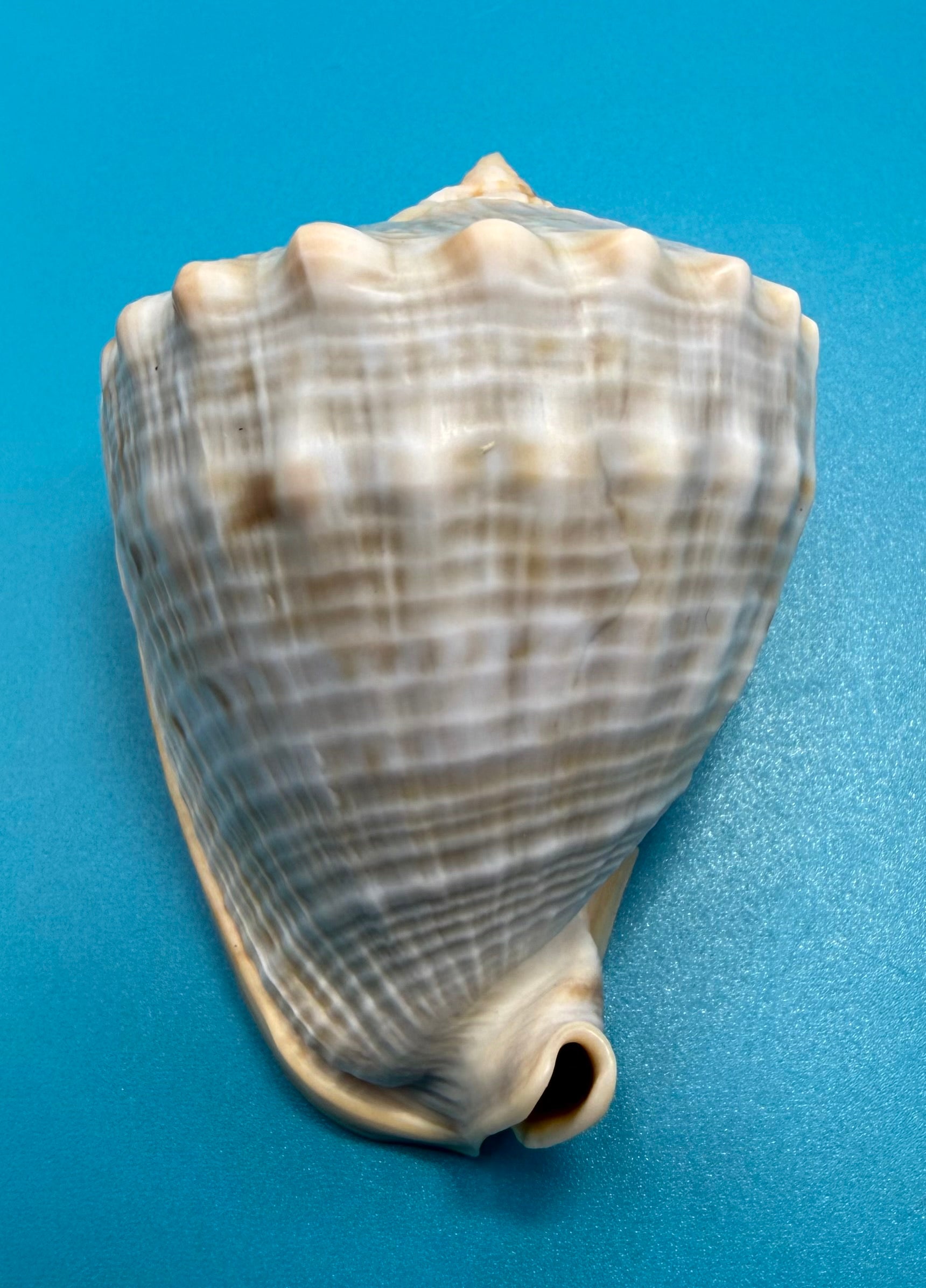 Cassis spinella 76.0mm – Dry Tortugas – Rivera Coll.