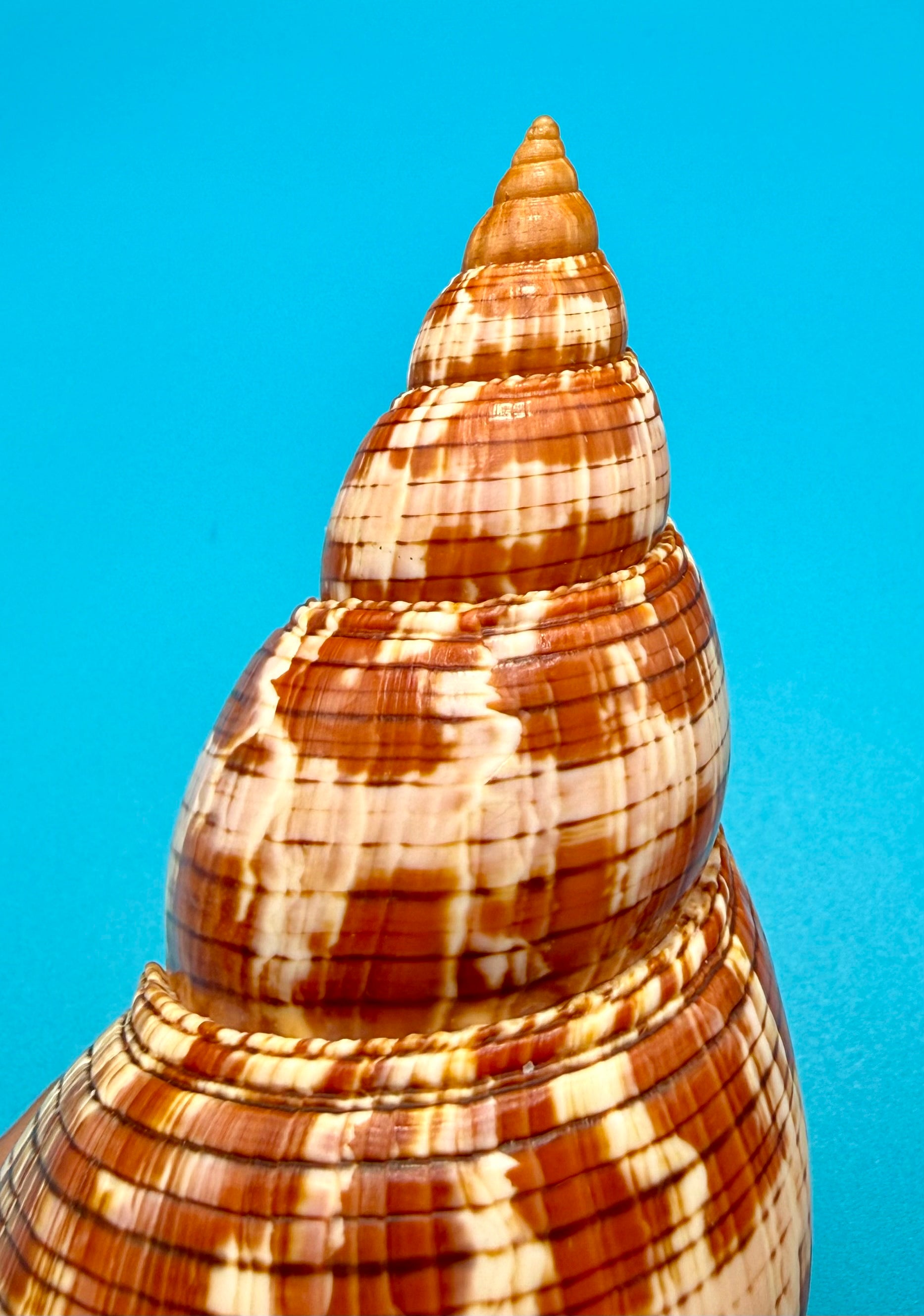 Fasciolaria riverai – Recently Described 2026 – Tortugas Shell Collection Specimen