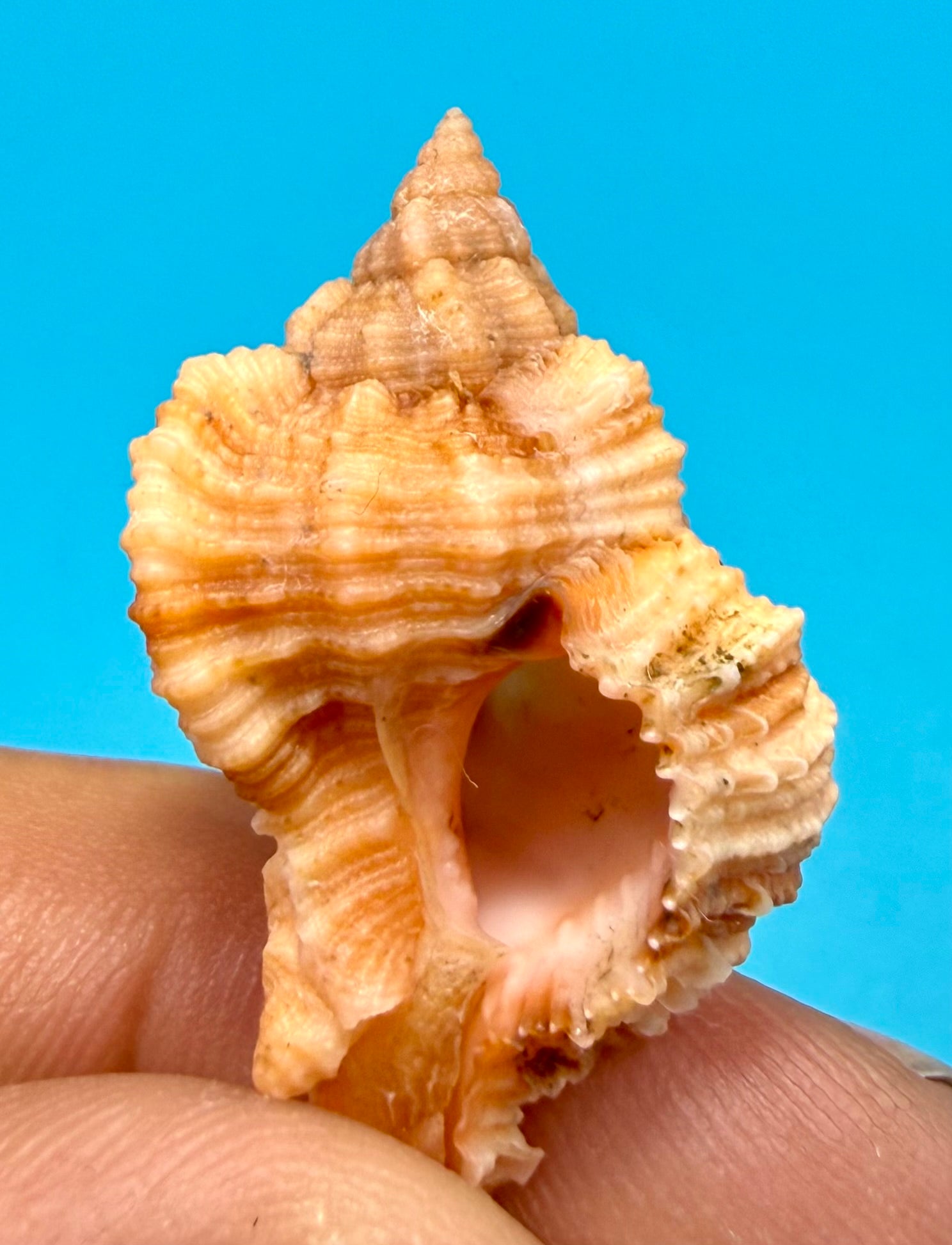 Phyllonotus whymani Petuch & Sargent, 2011 – 37.4mm - Dry Tortugas Deep Water - Tortugas Shell Collection