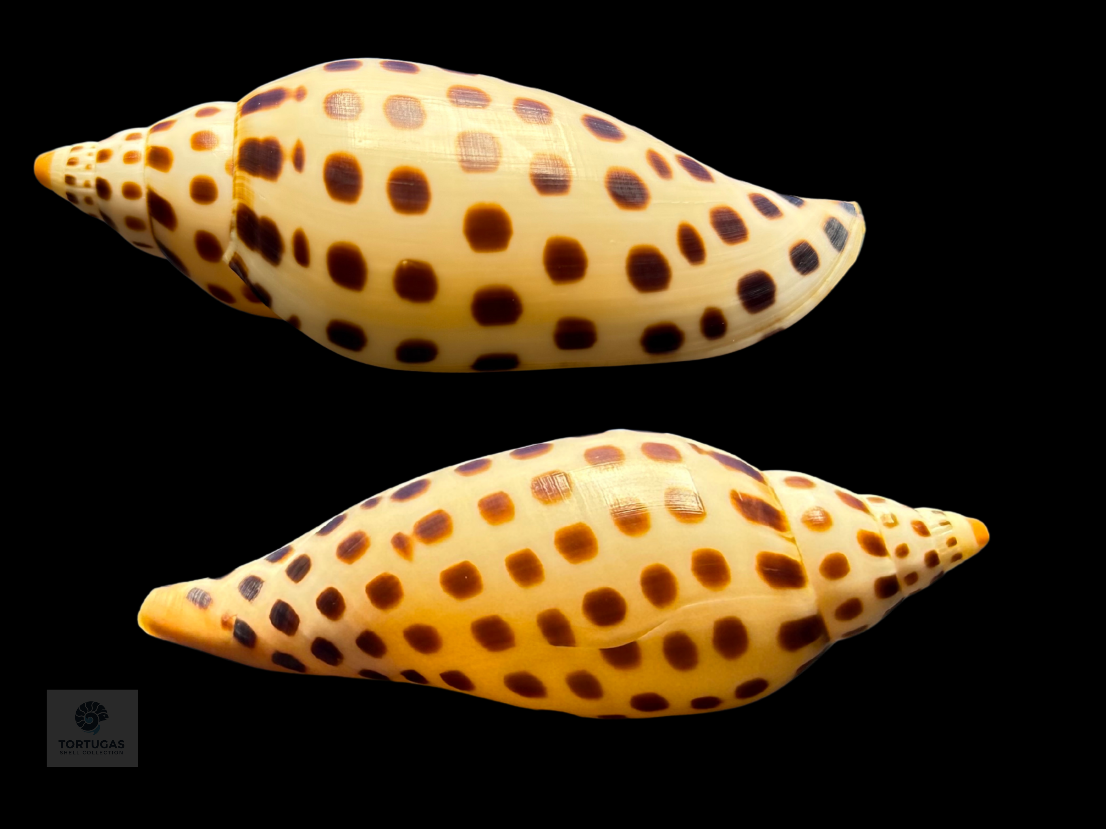 Scaphella mercedesae – 108.5 mm – TSC #0516VOL-TSC