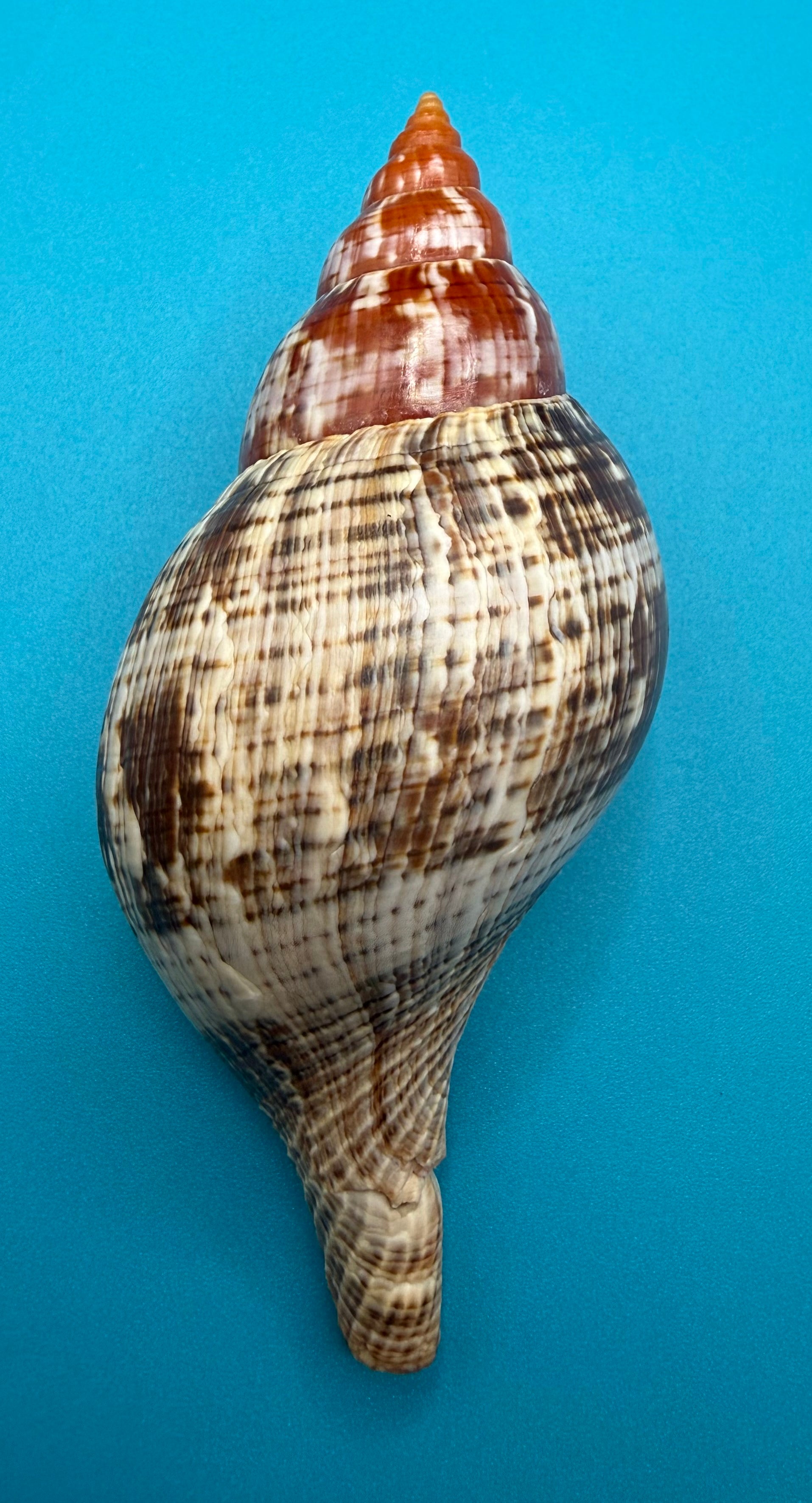 Fasciolaria bittneri – Dry Tortugas – 113.5mm