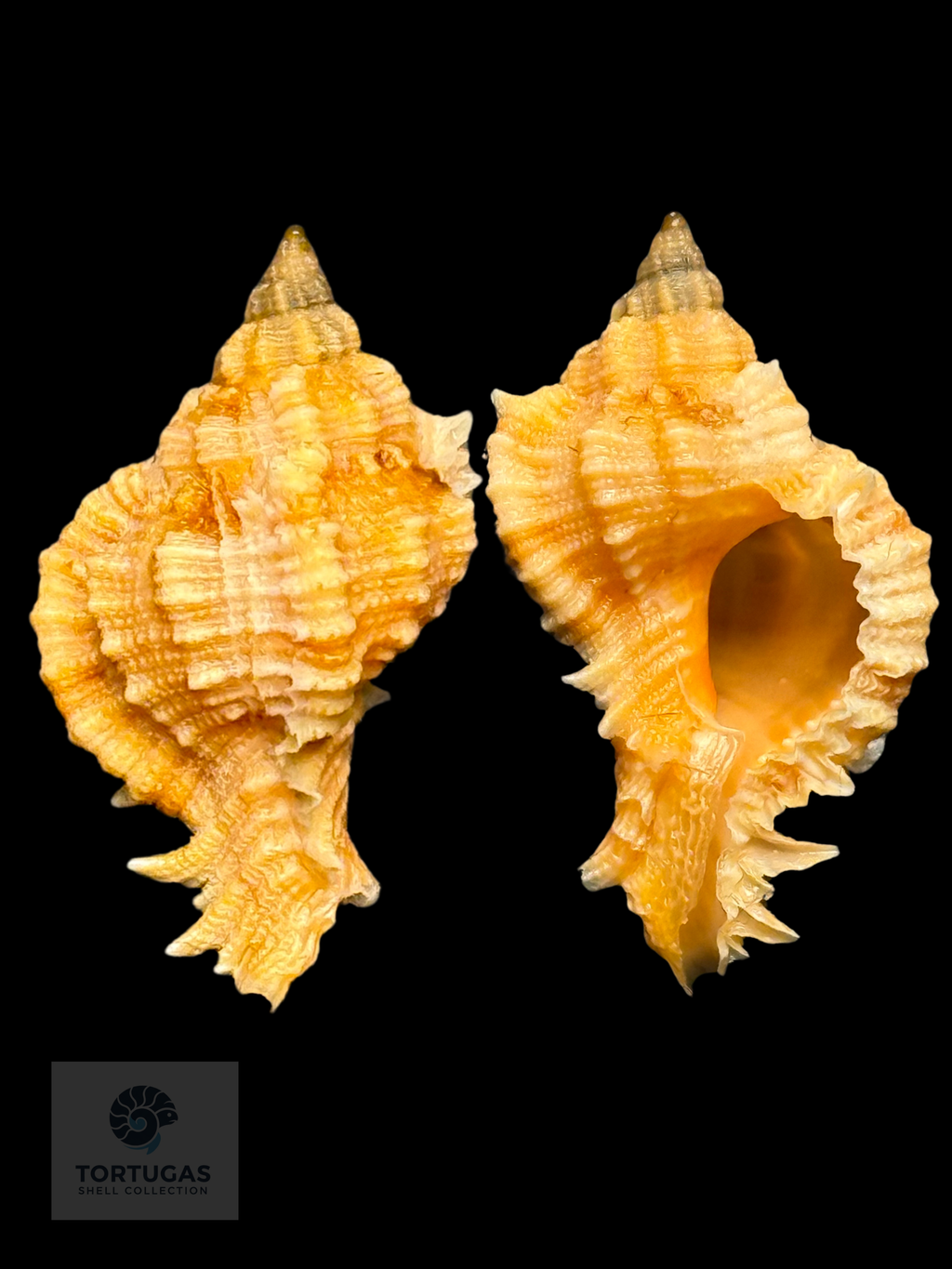 Phyllonotus whymani Petuch & Sargent, 2011 TSC#0789