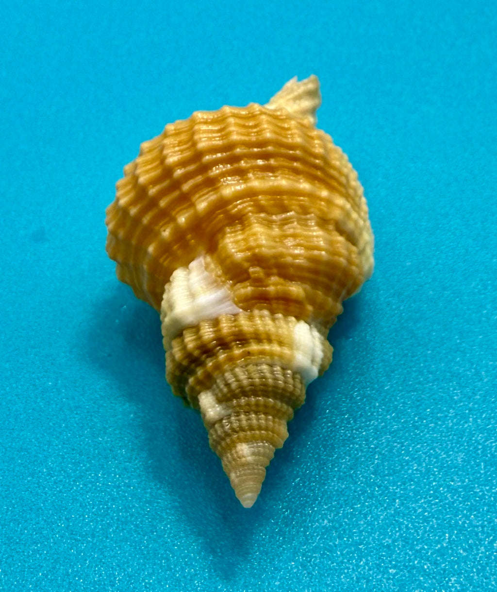 Distorsio mcgintyi – McGinty’s Distorsio – Pulley Ridge – 39.7mm