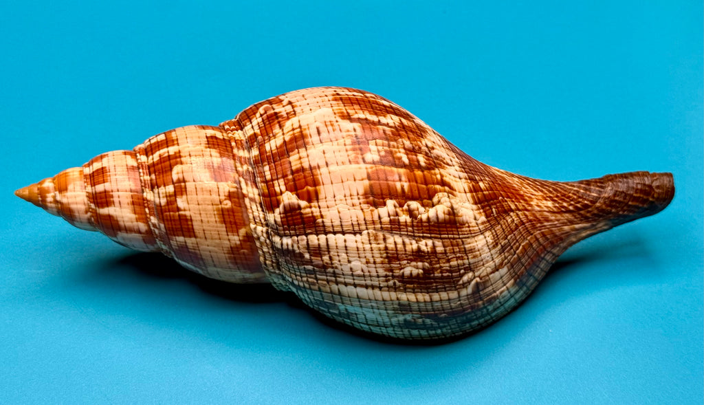 Fasciolaria riverai – Dry Tortugas, FL – 247.6 mm – #0614FAS-TSC