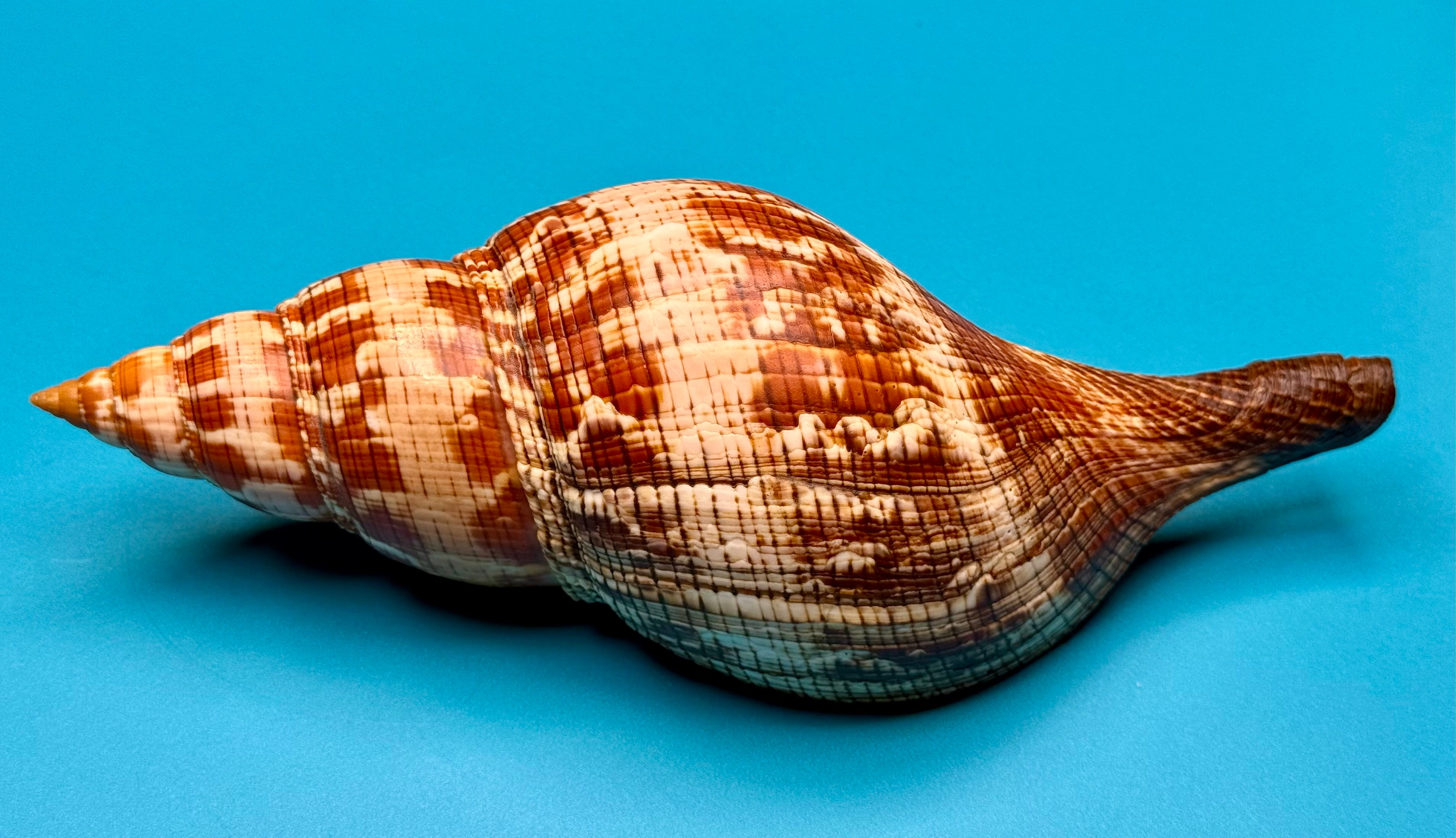 Fasciolaria riverai – Dry Tortugas, FL – 247.6 mm – #0614FAS-TSC
