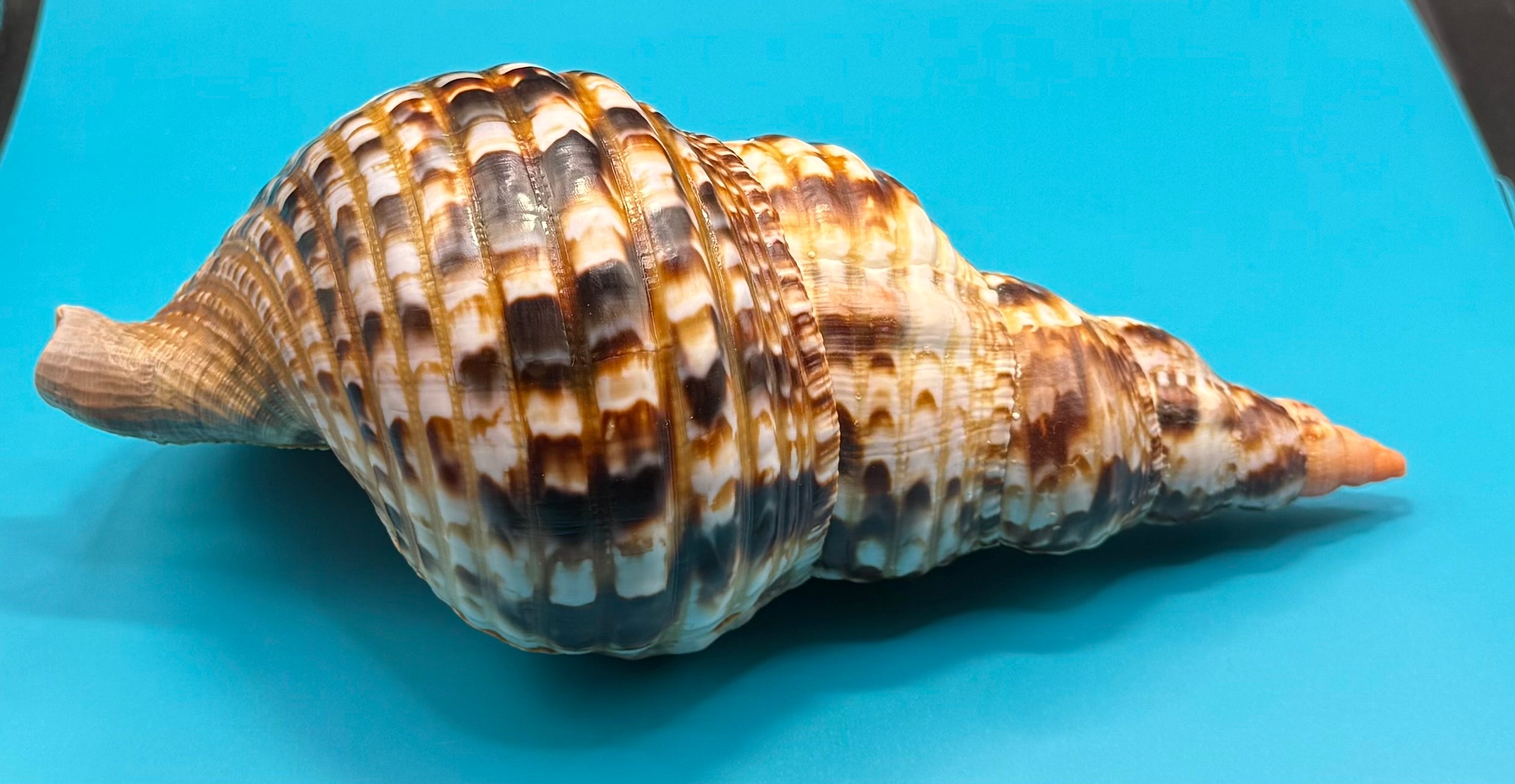 Charonia variegata 266.7mm – Giant Triton – Dry Tortugas – Rivera Coll.