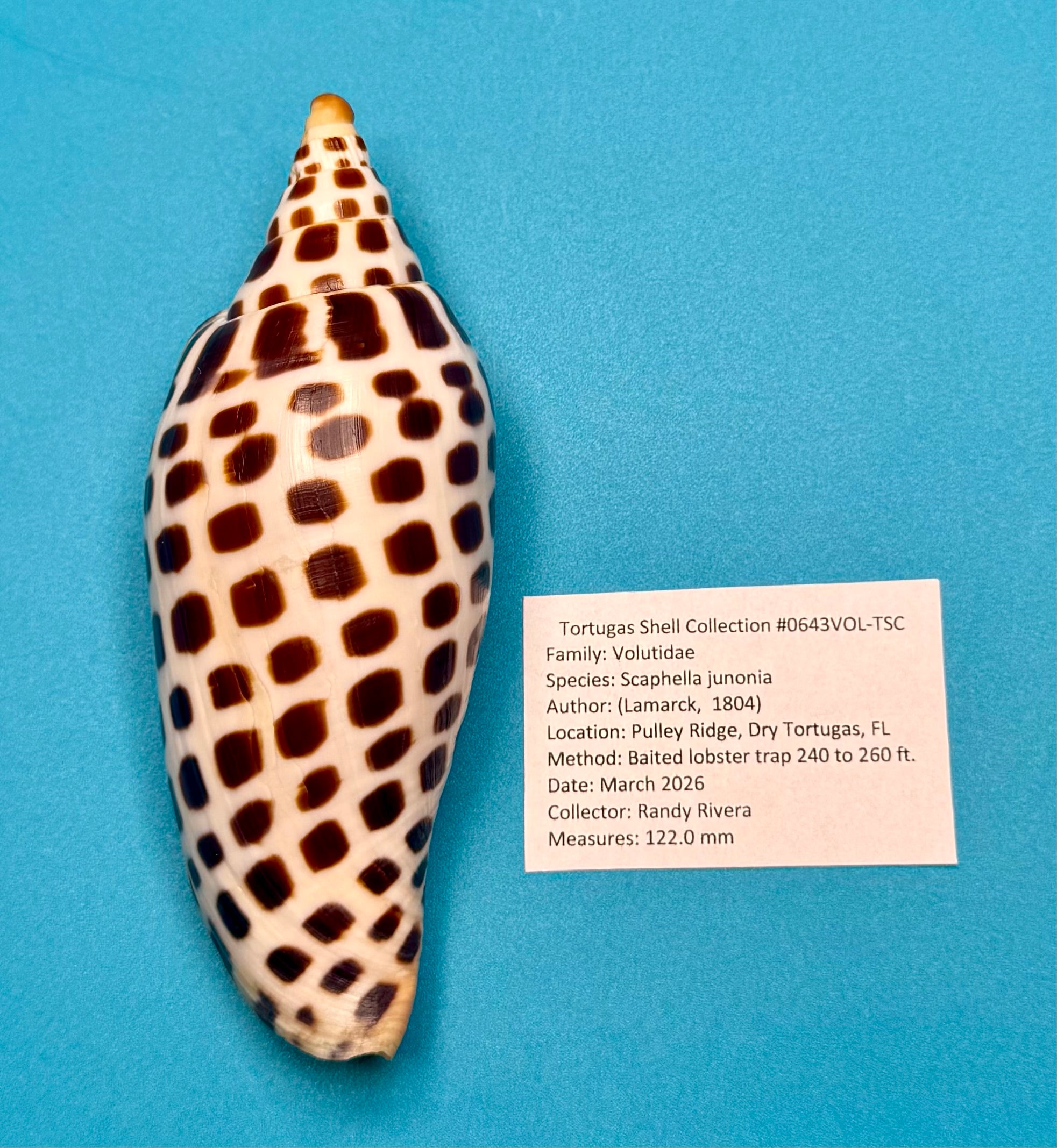Scaphella junonia – Pulley Ridge, FL – 122.0 mm – #0643VOL-TSC