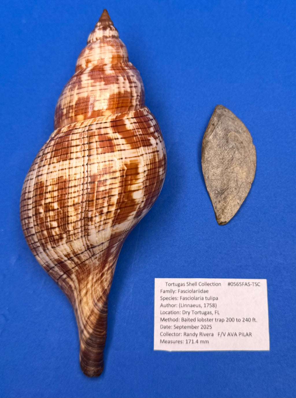 Fasciolaria tulipa – True Tulip – Dry Tortugas FL – 171mm – w/ Operculum