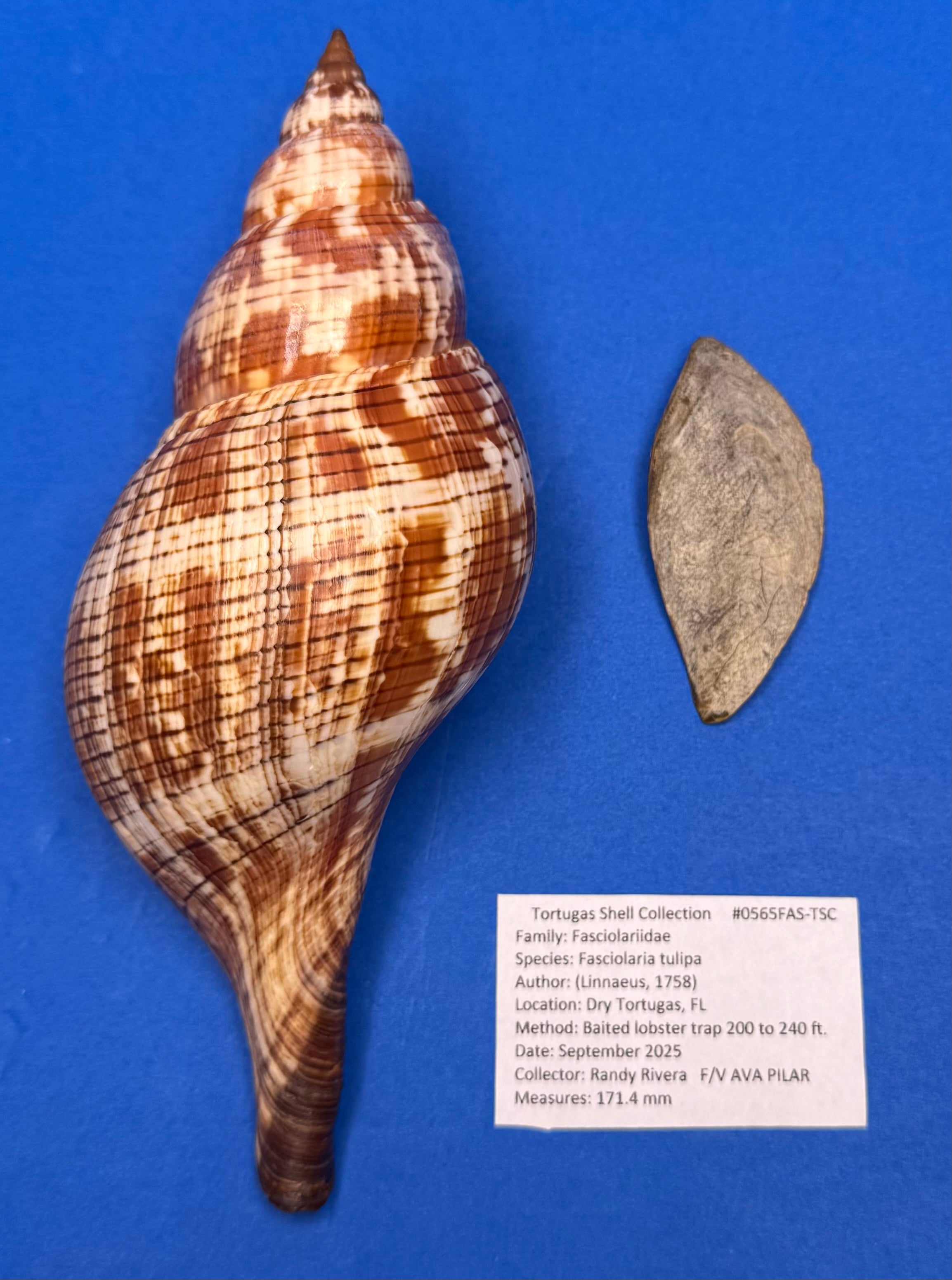 Fasciolaria tulipa – True Tulip – Dry Tortugas FL – 171mm – w/ Operculum