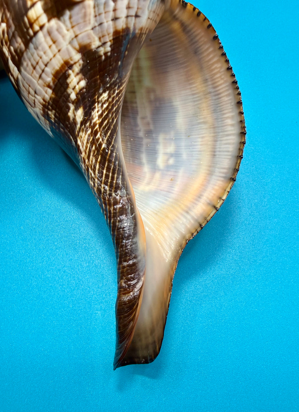 Fasciolaria riverai – Recently described– Dark Form – Dry Tortugas – 209.6mm