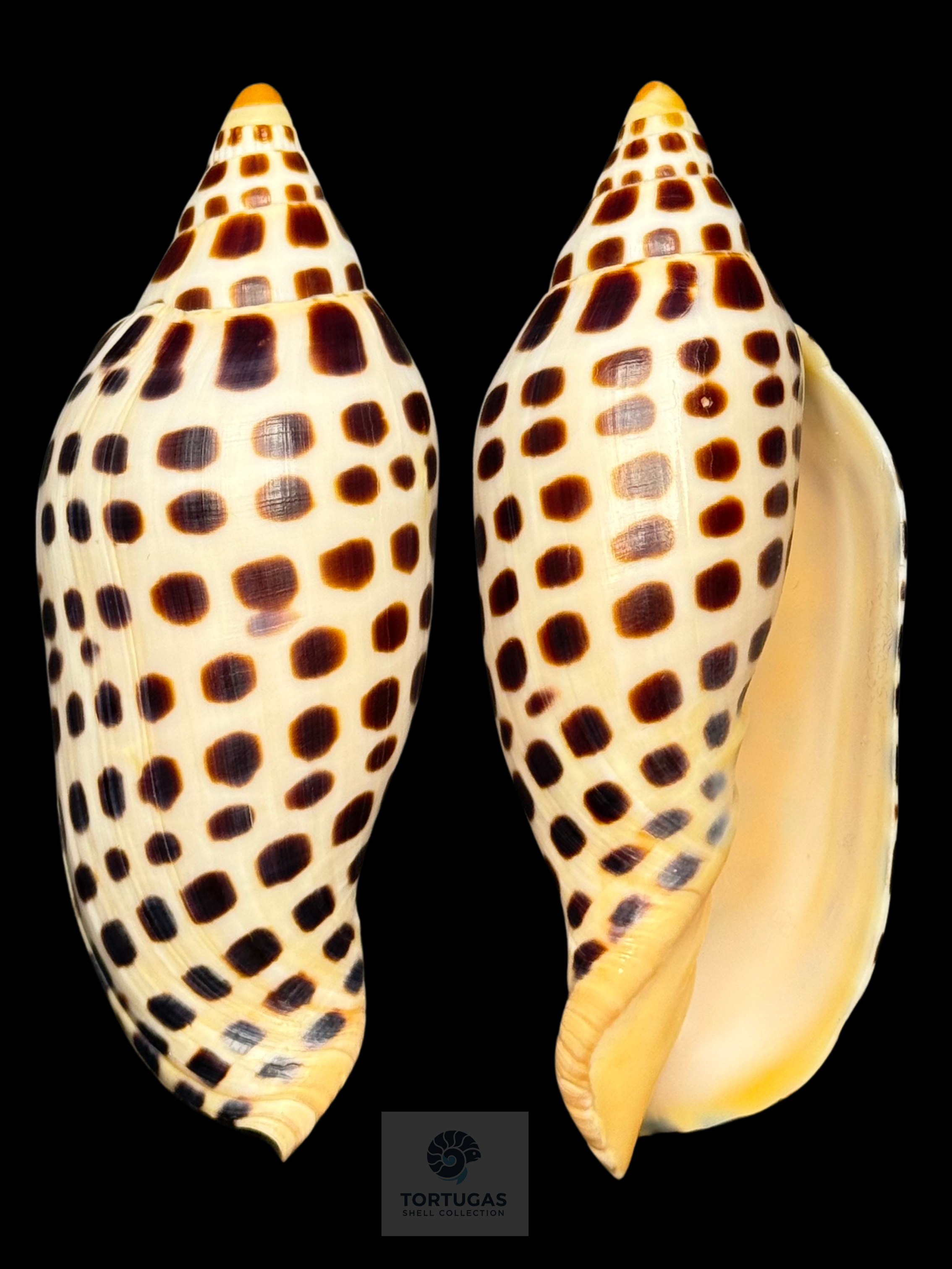 Scaphella elizabethae Petuch & Sargent, 2011 – 104.2 mm