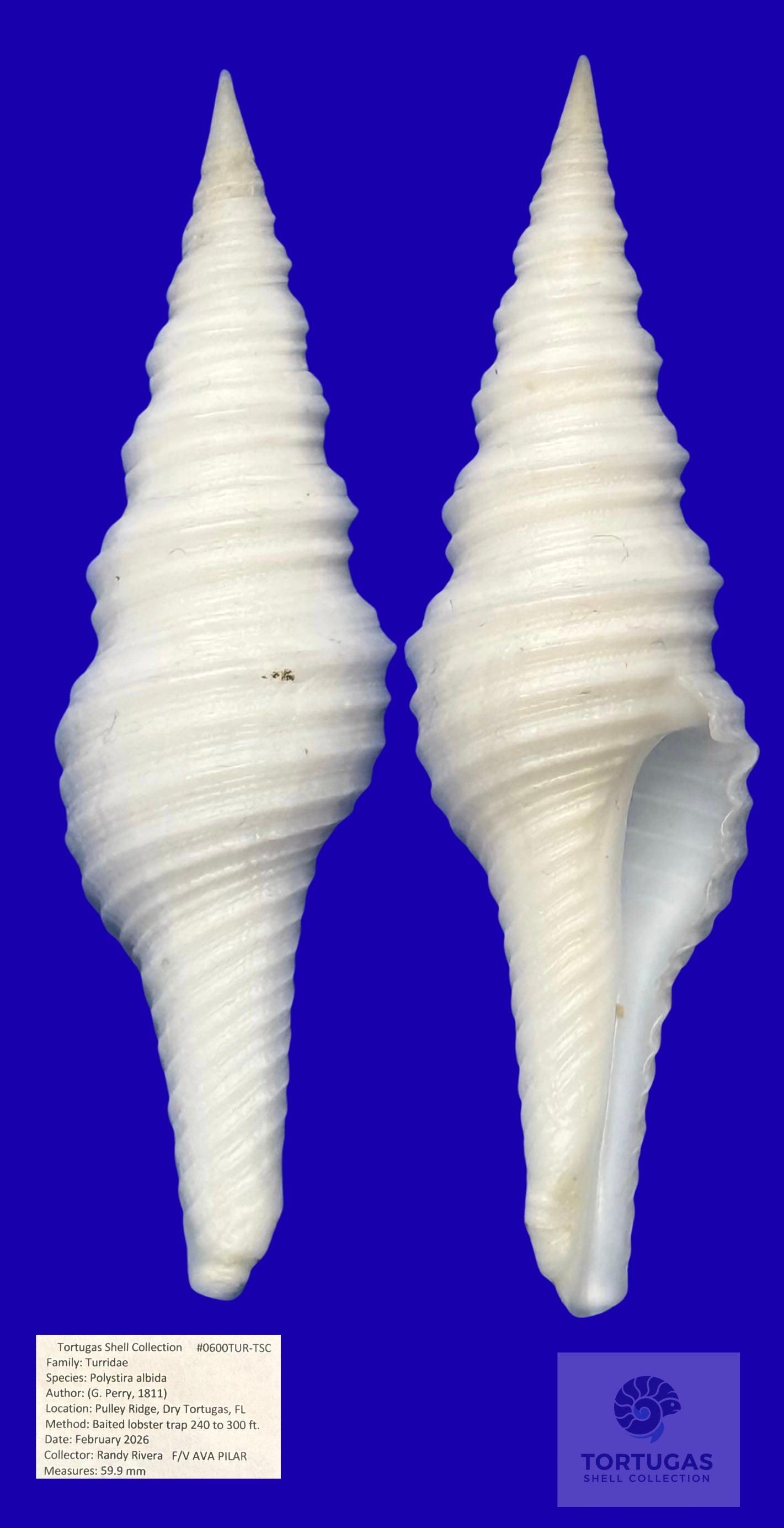 Polystira albida 59.9mm #0600TUR-TSC