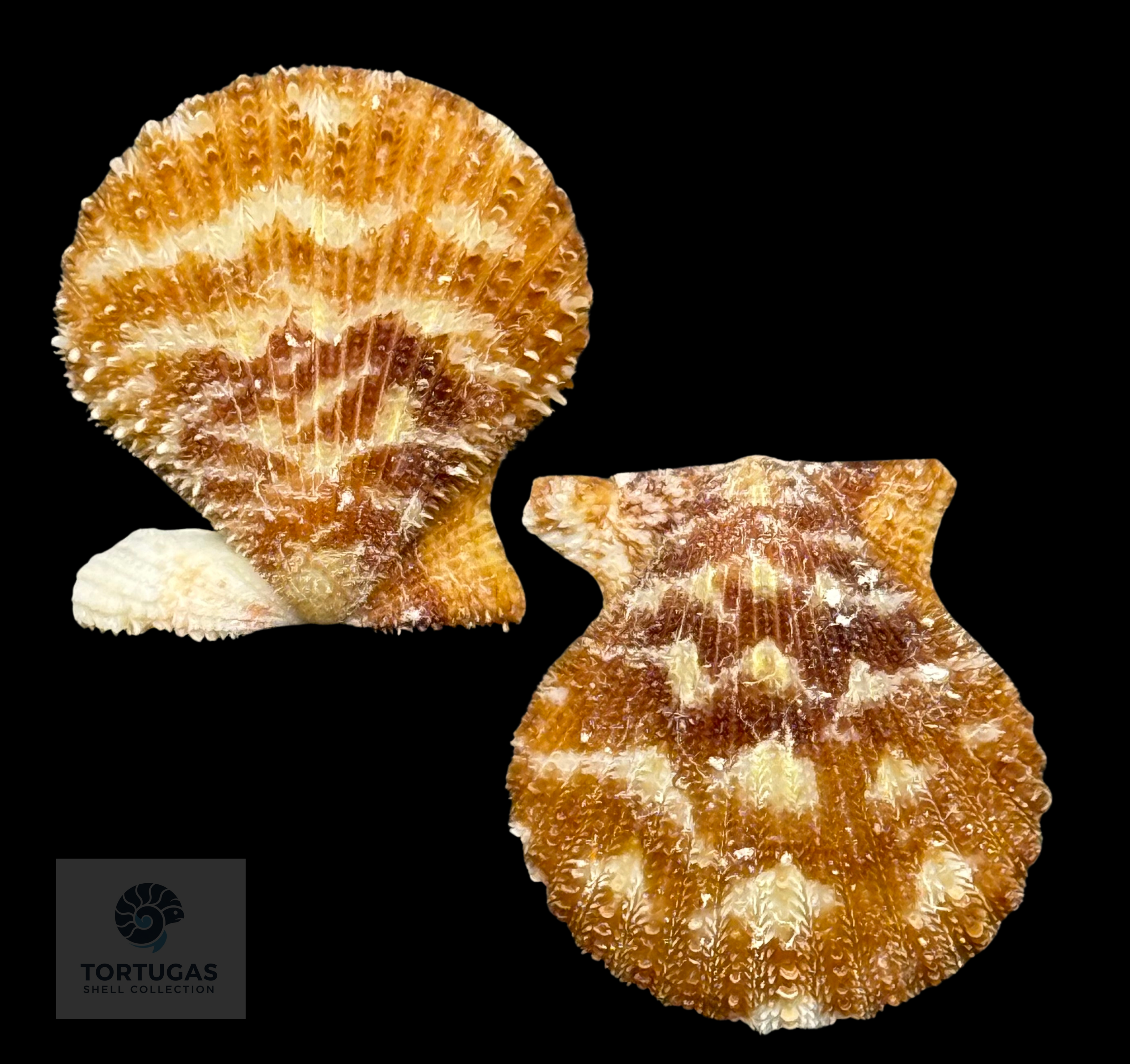 Lindapecten muscosus (W. Wood, 1828) – Matched Pair – 26.1 mm x 24.1 mm – TSC #0653PEC-TSC