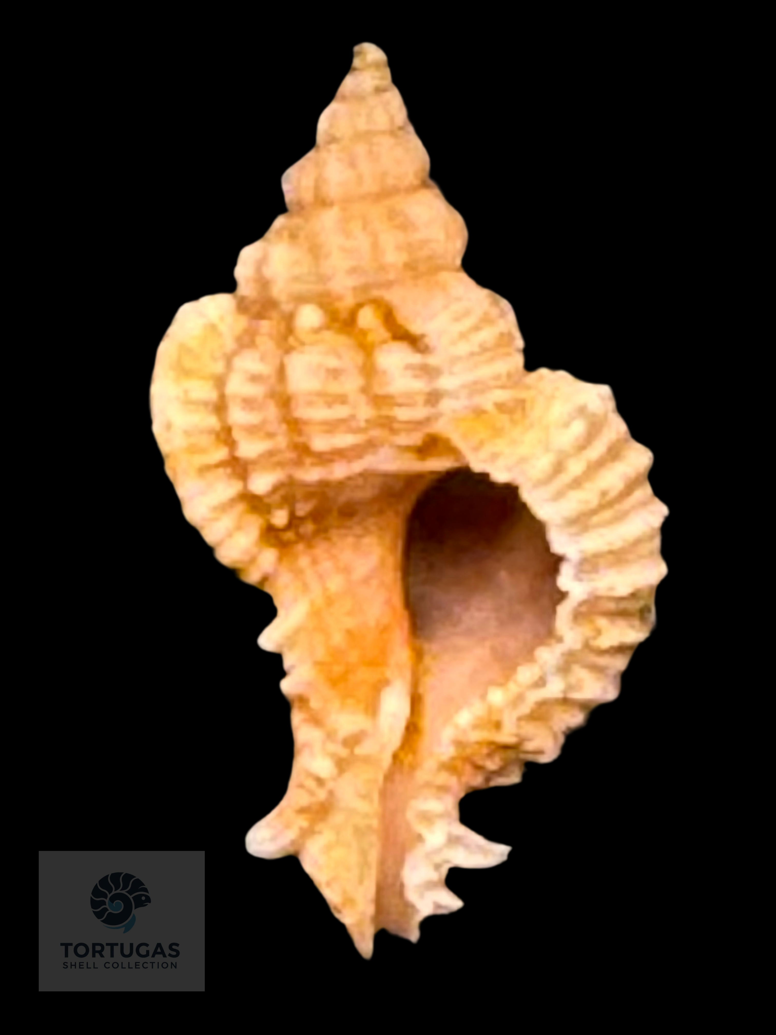 Phyllonotus whymani Petuch & Sargent, 2011 30.1mm w/o TSC