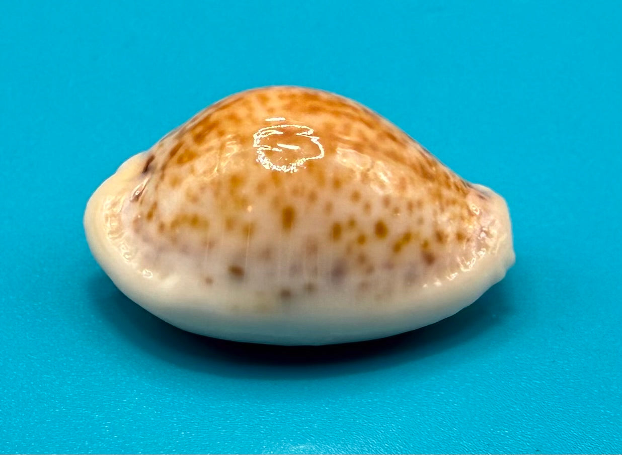 Naria acicularis 25.4mm – Dry Tortugas – Rivera Coll.