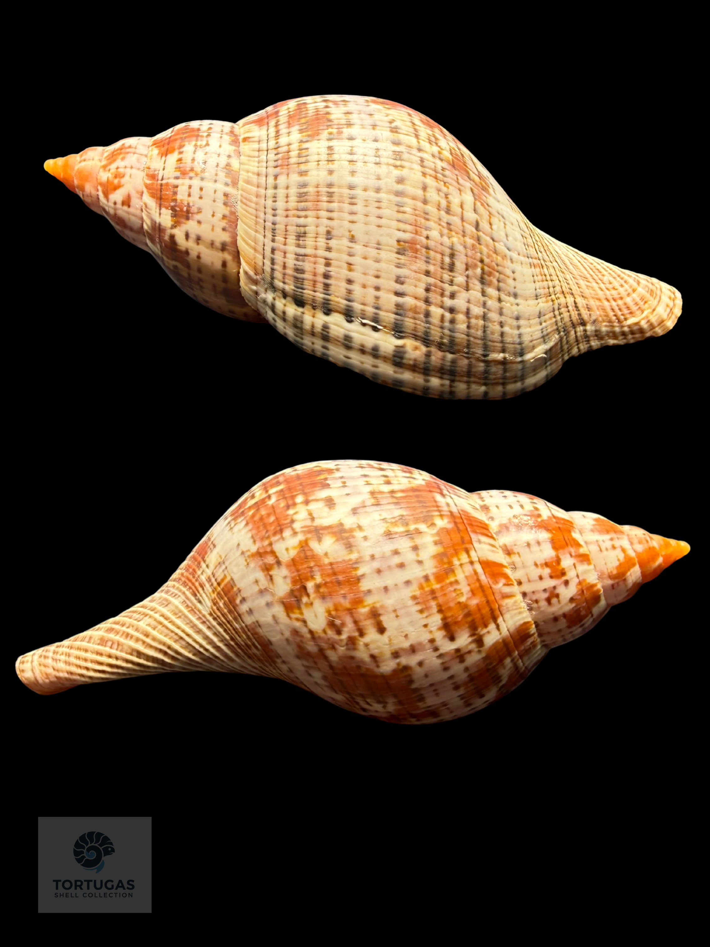 Fasciolaria bittneri Petuch & Berschauer, 2023 – 116.1 mm