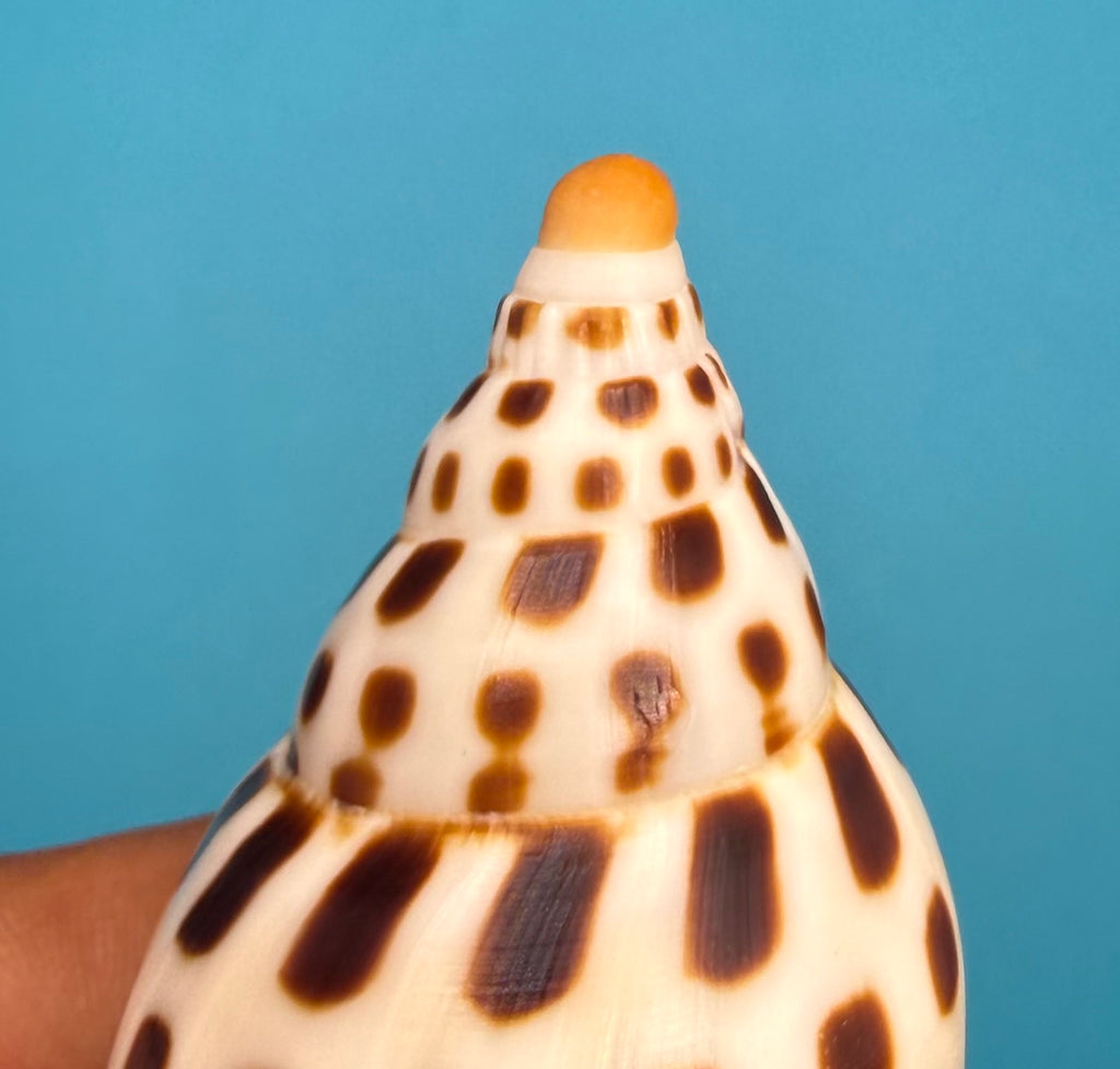 Scaphella mercedesae – Dry Tortugas Volute – 95.2 mm – Recently Described