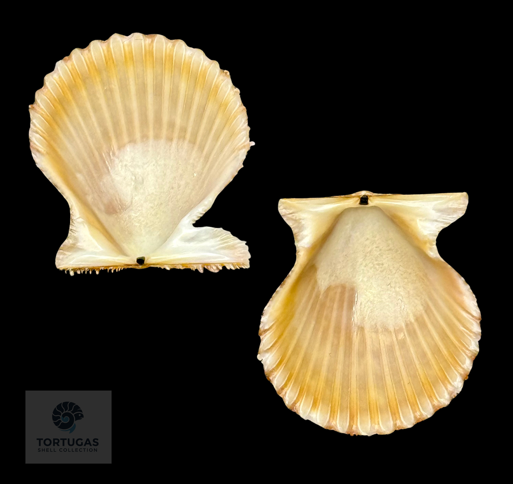 Lindapecten muscosus (W. Wood, 1828) – Matched Pair – 25.2 mm x 23.0 mm – TSC #0018PEC-TSC